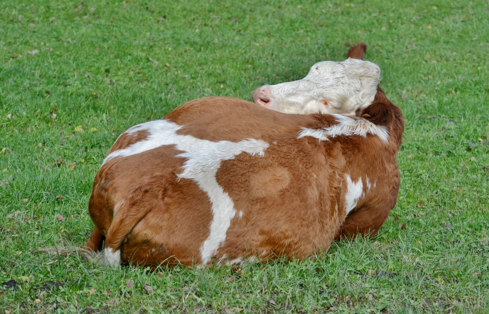 Nikon D600 sample photo. Cow, herkauwer, mammal photography