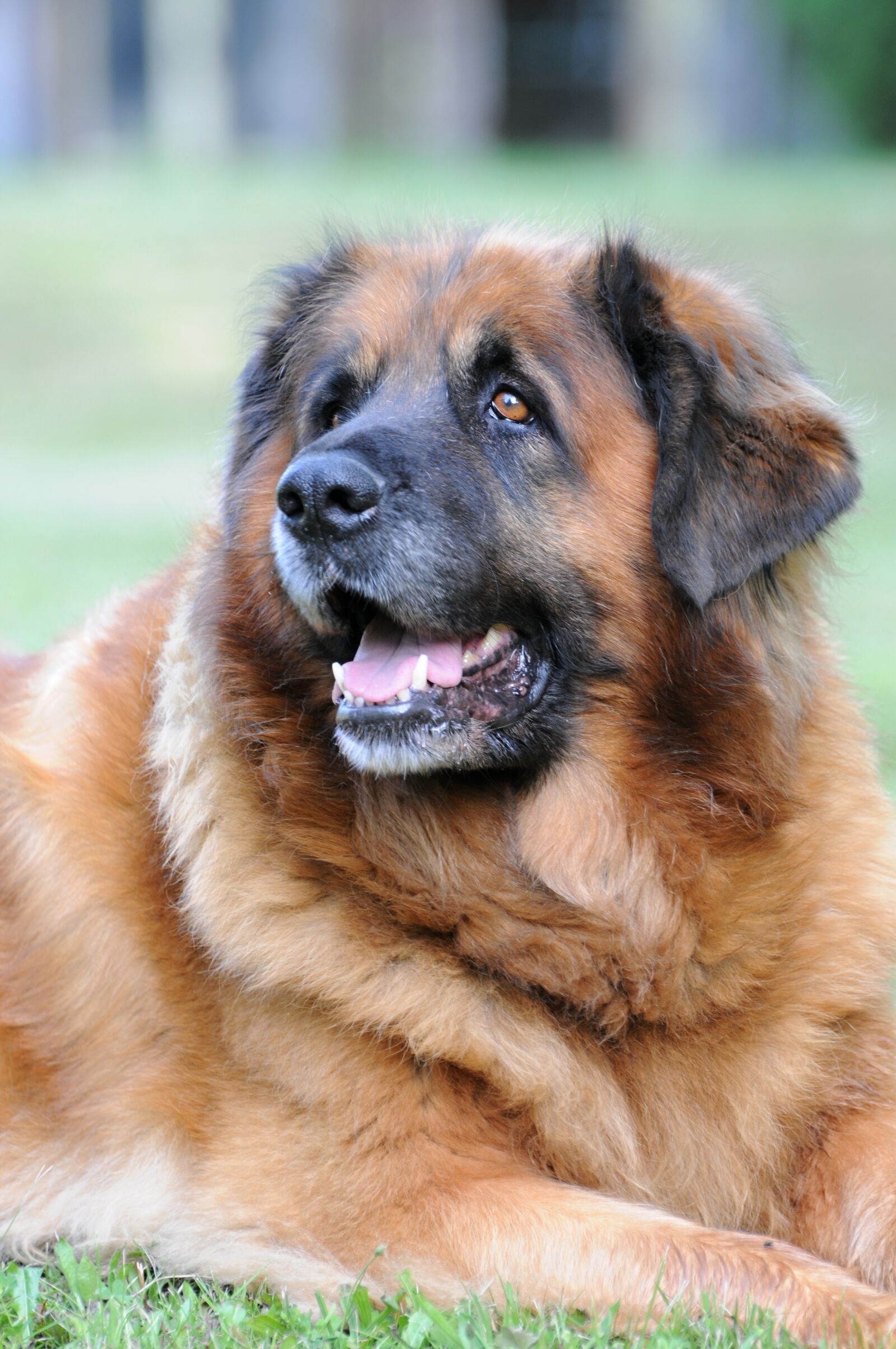Nikon D300 sample photo. Leonberger, dog, animal photography