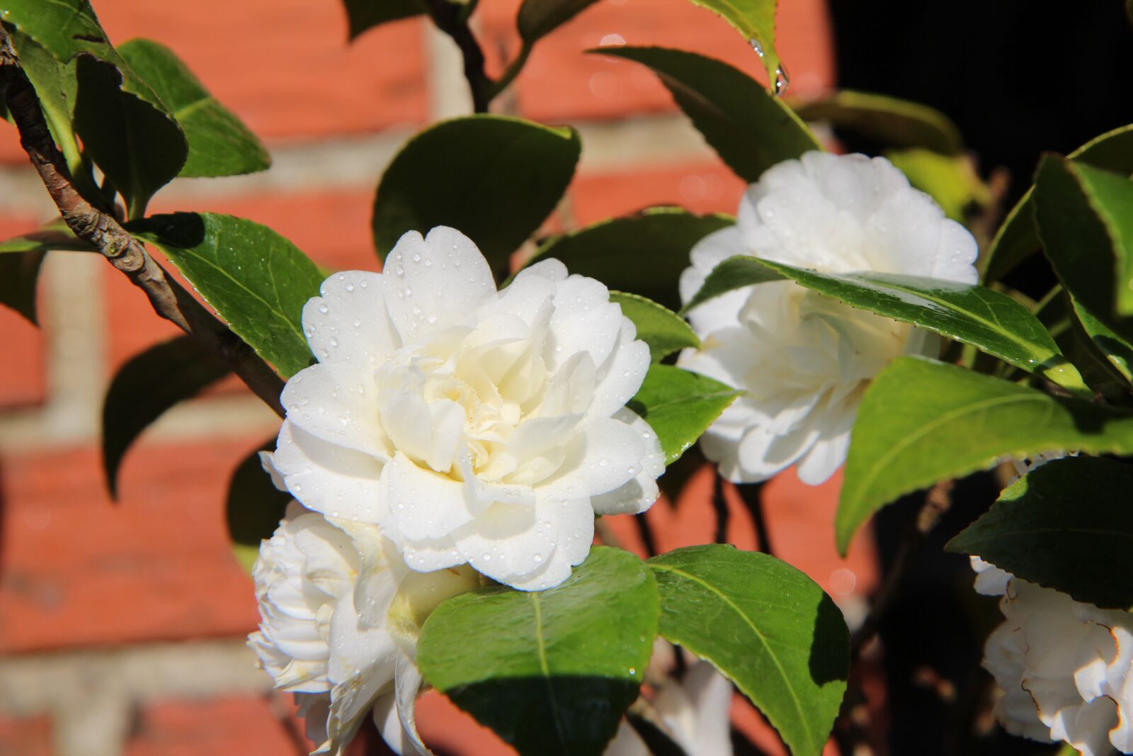Canon EOS 600D (Rebel EOS T3i / EOS Kiss X5) sample photo. Camelia, white camelia, flower photography