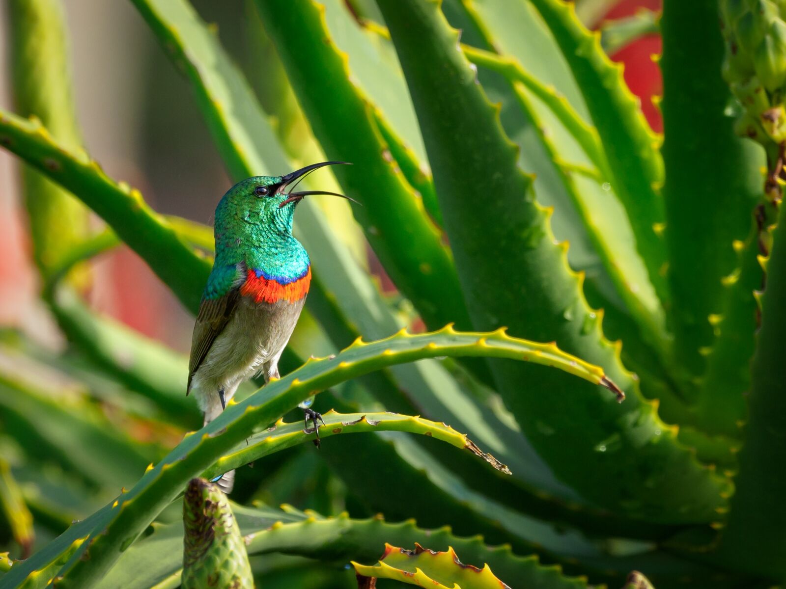 OLYMPUS M.300mm F4.0 sample photo. Southern double-collared sunbird, male photography