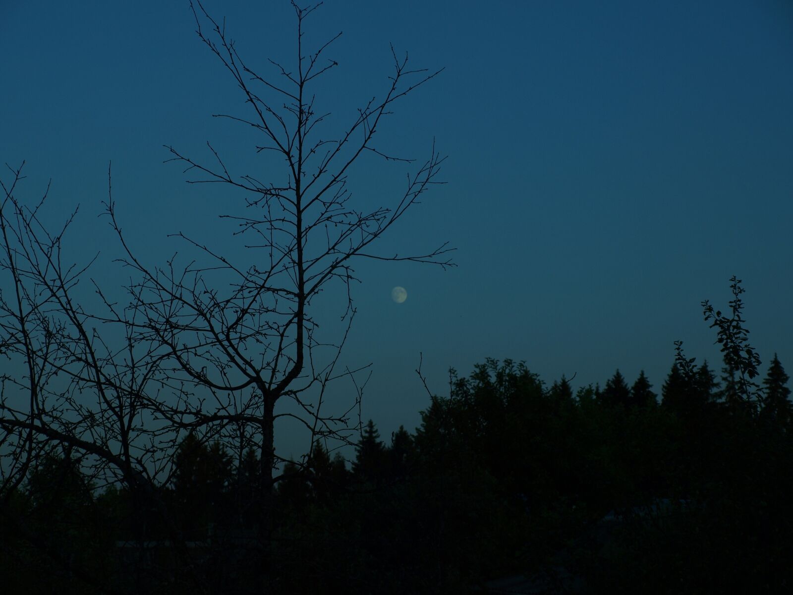 Olympus E-520 (EVOLT E-520) sample photo. Evening, moon, dark photography