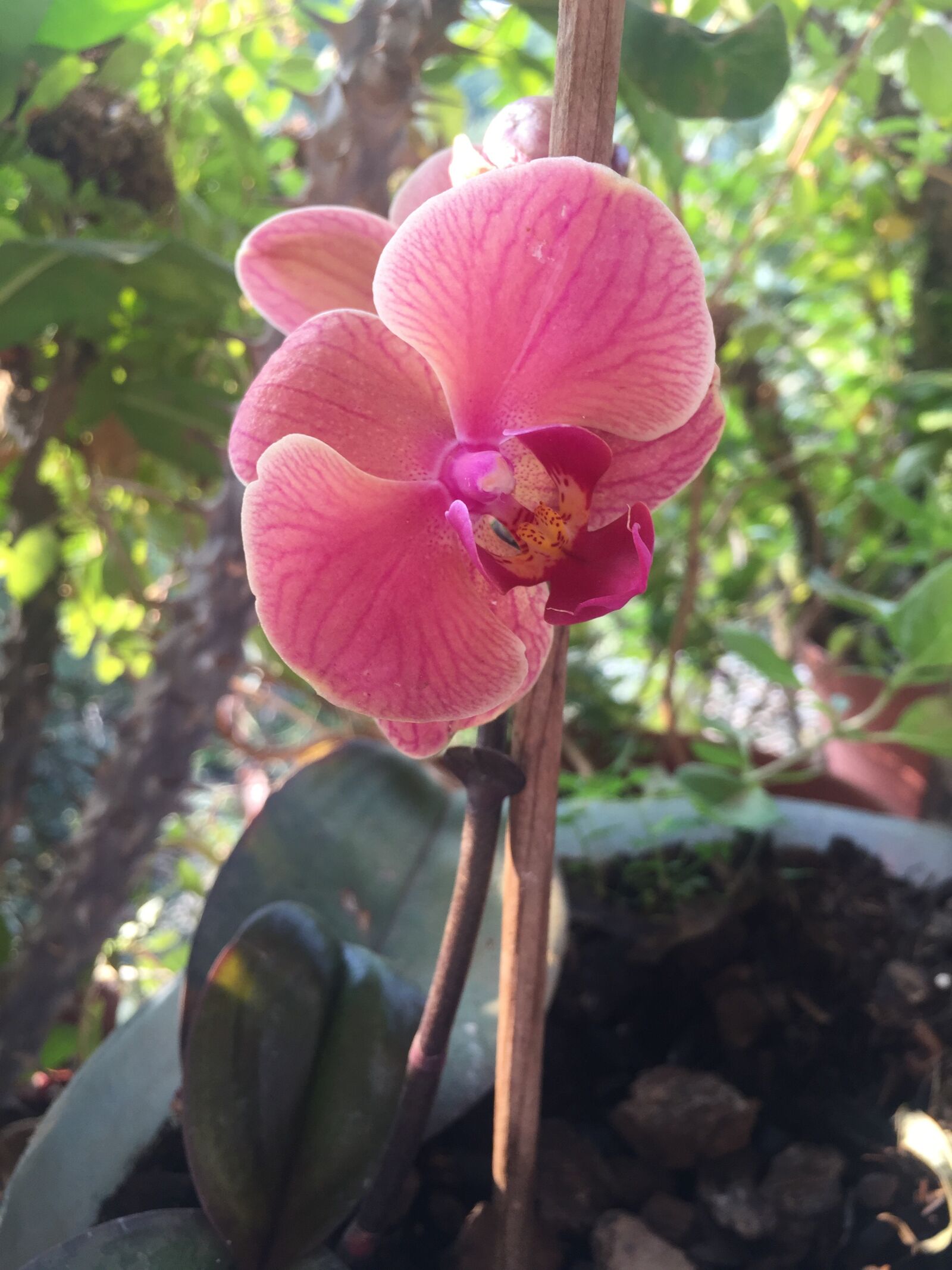Apple iPhone 6 sample photo. Orchid, pink, flower photography