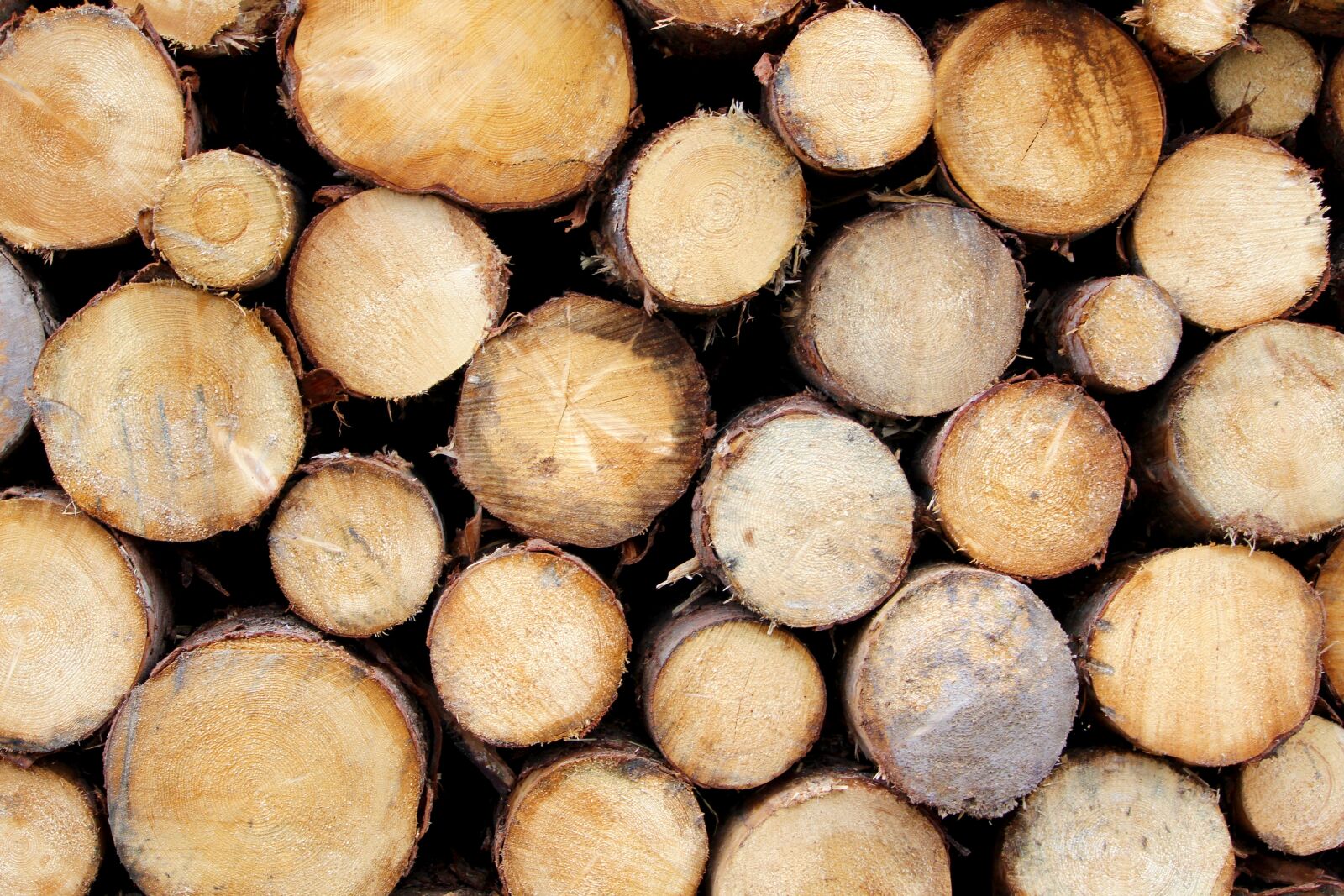 Canon EF-S 55-250mm F4-5.6 IS STM sample photo. Wood, tree trunks, wood photography