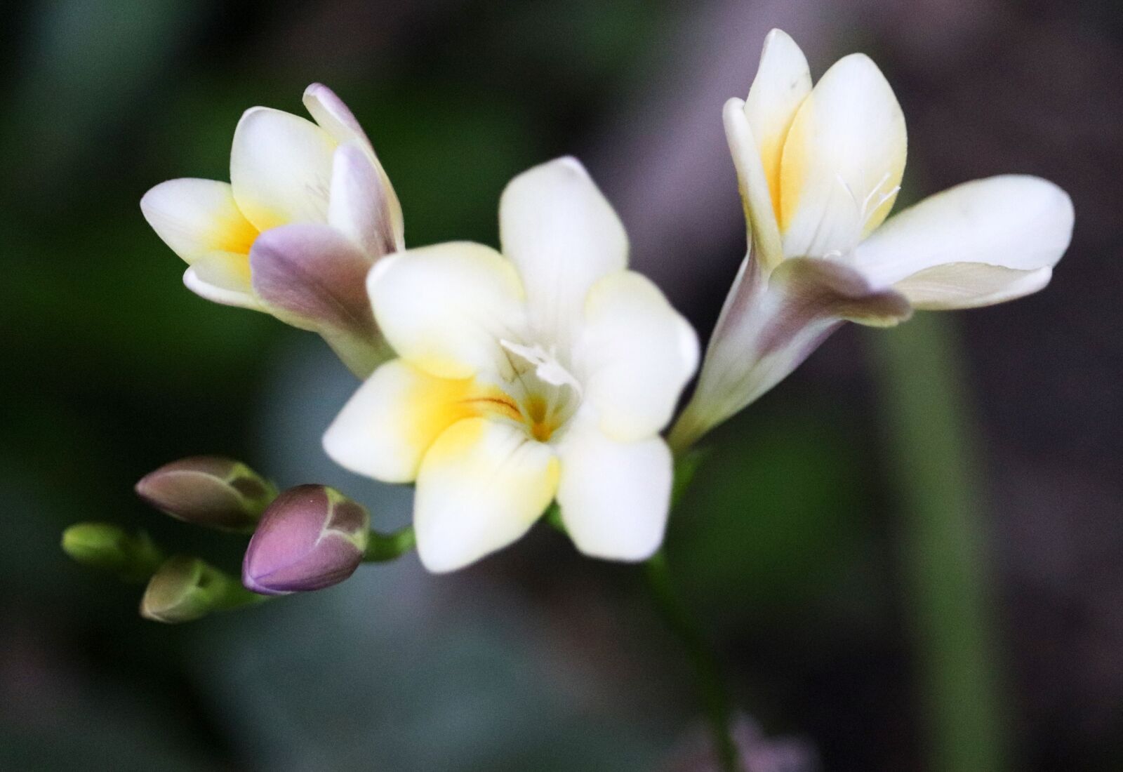 Canon EOS 800D (EOS Rebel T7i / EOS Kiss X9i) sample photo. Flower, freesia, fragrant photography