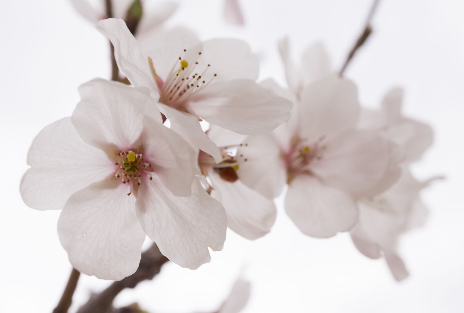 Sony E 30mm F3.5 Macro sample photo. Cherry blossom, spring, wood photography