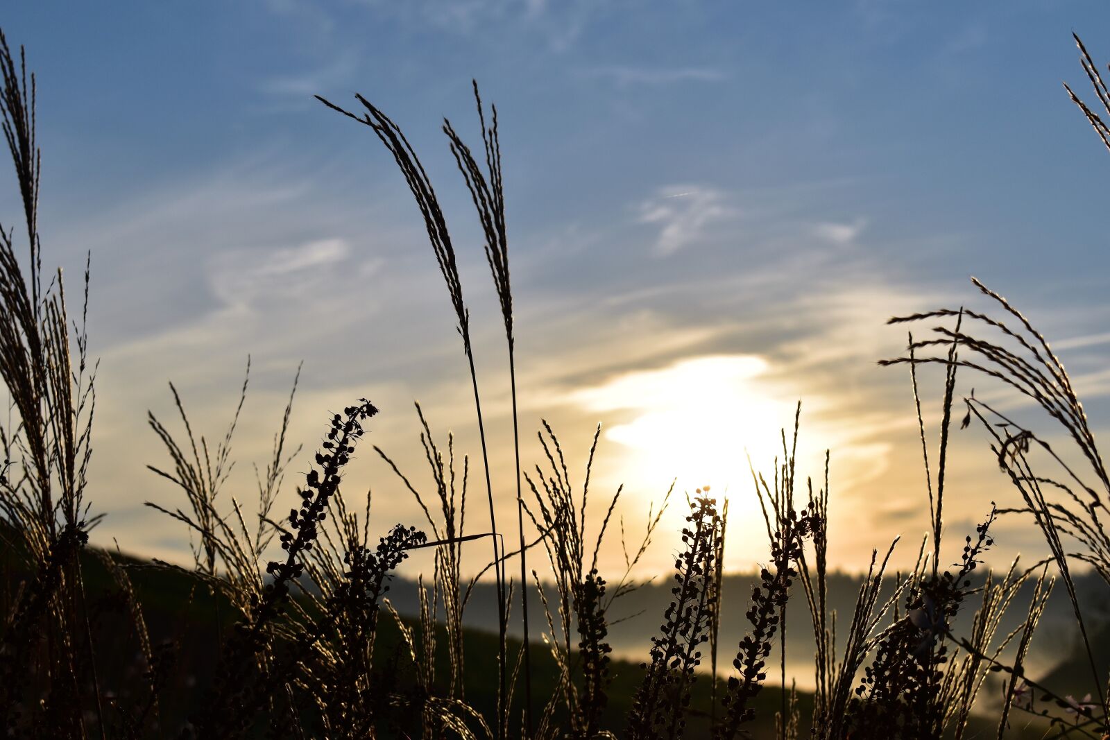 Nikon D5500 sample photo. Grasses, nature, landscape photography