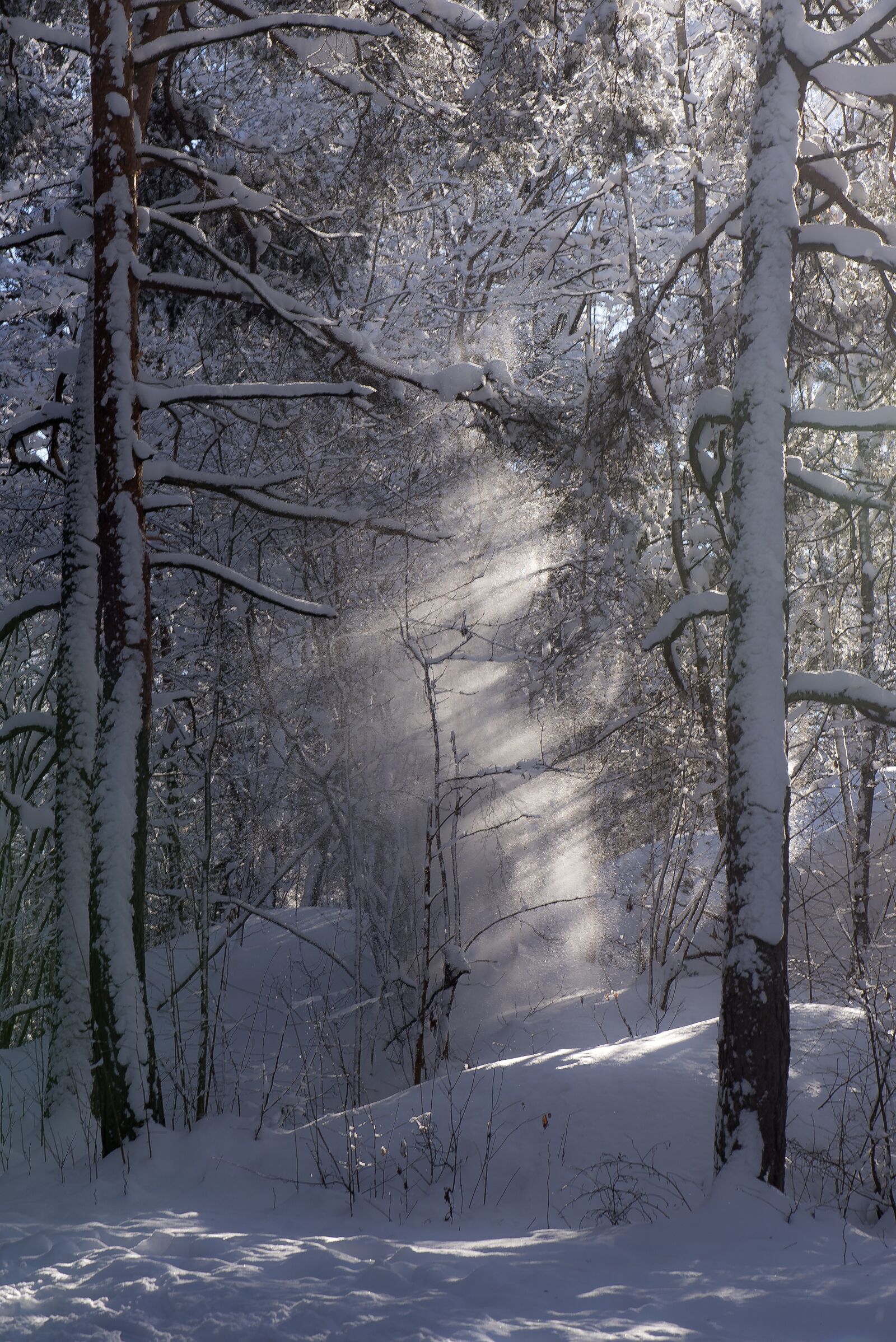 Nikon D750 sample photo. Trees, light, sunlight photography