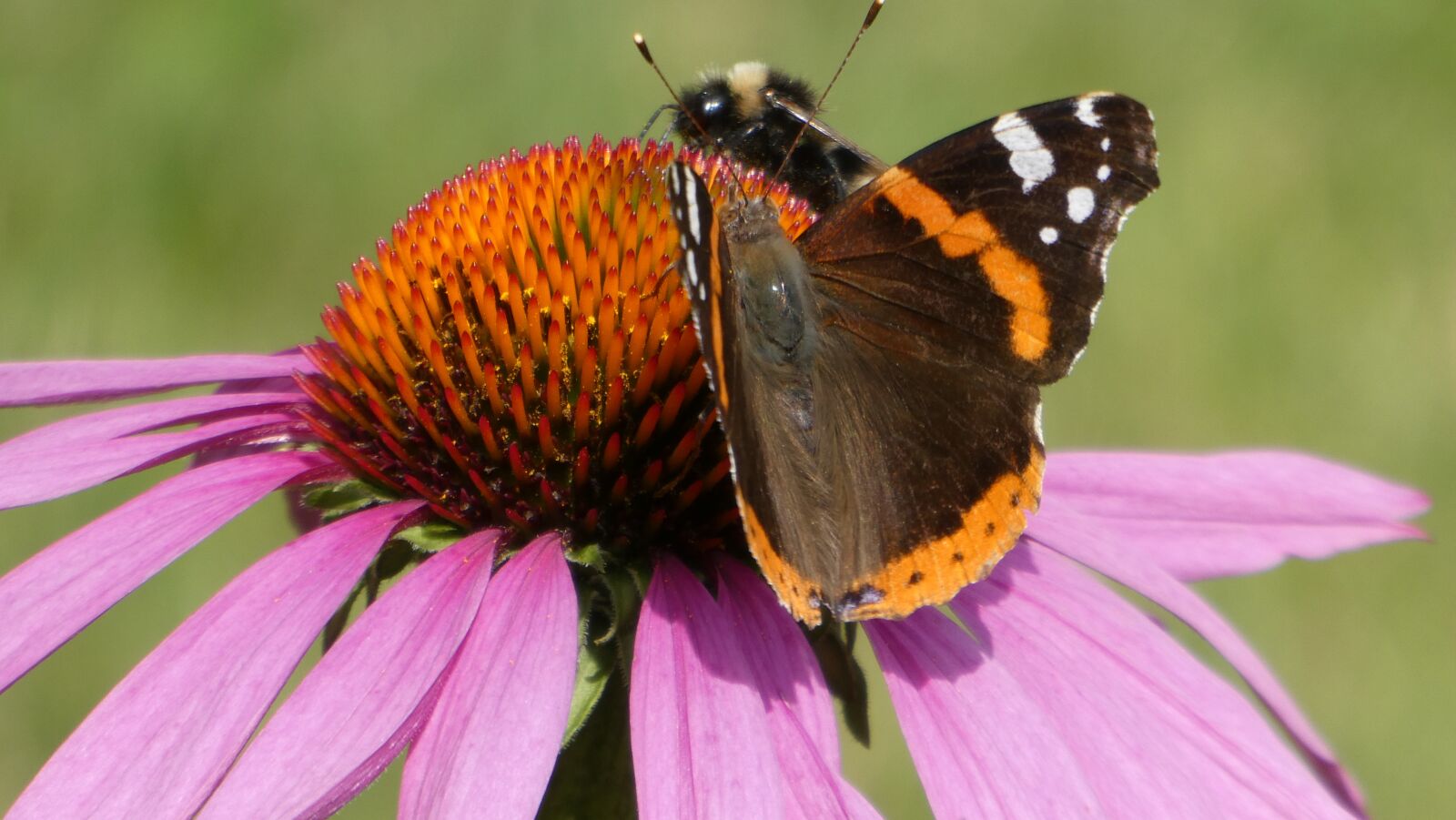 Panasonic Lumix DC-ZS70 (Lumix DC-TZ90) sample photo. Echinacea purpurea, flower, insects photography
