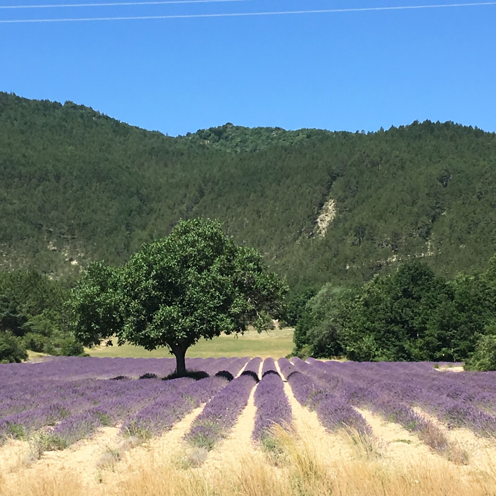 Apple iPhone 6s sample photo. Lavender, provence, fragrance photography