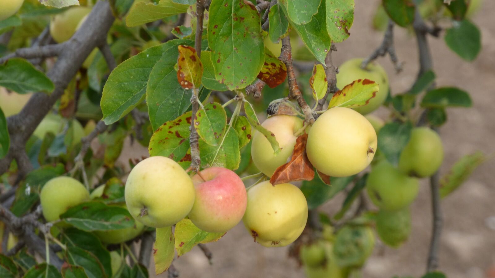 Panasonic DMC-FZ72 sample photo. Apples, tree, fruit photography