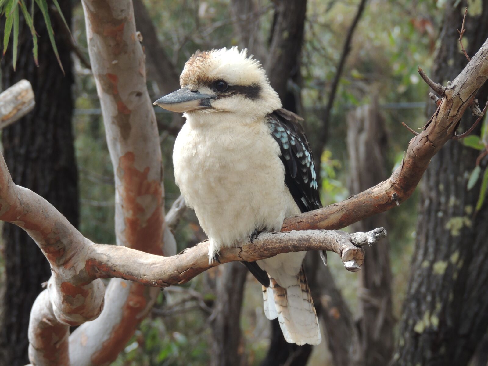 Nikon Coolpix P510 sample photo. Kookaburra, kooka, bird photography