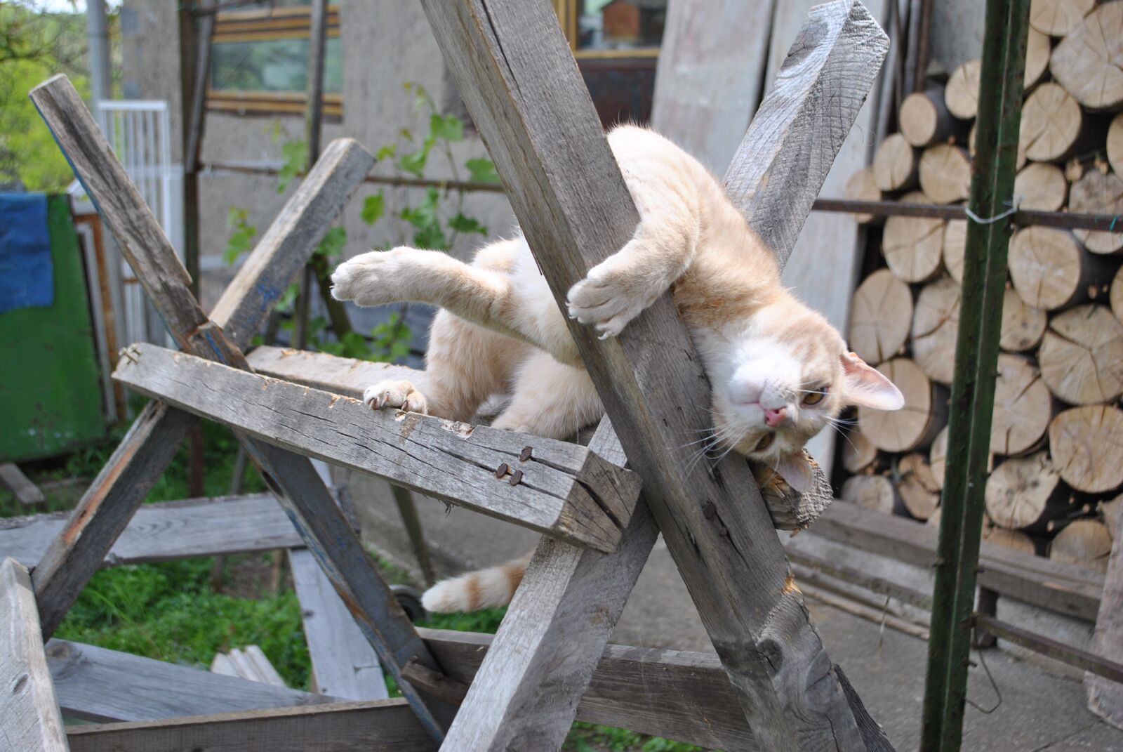 Nikon D3000 sample photo. Cat, kitten, puppy photography