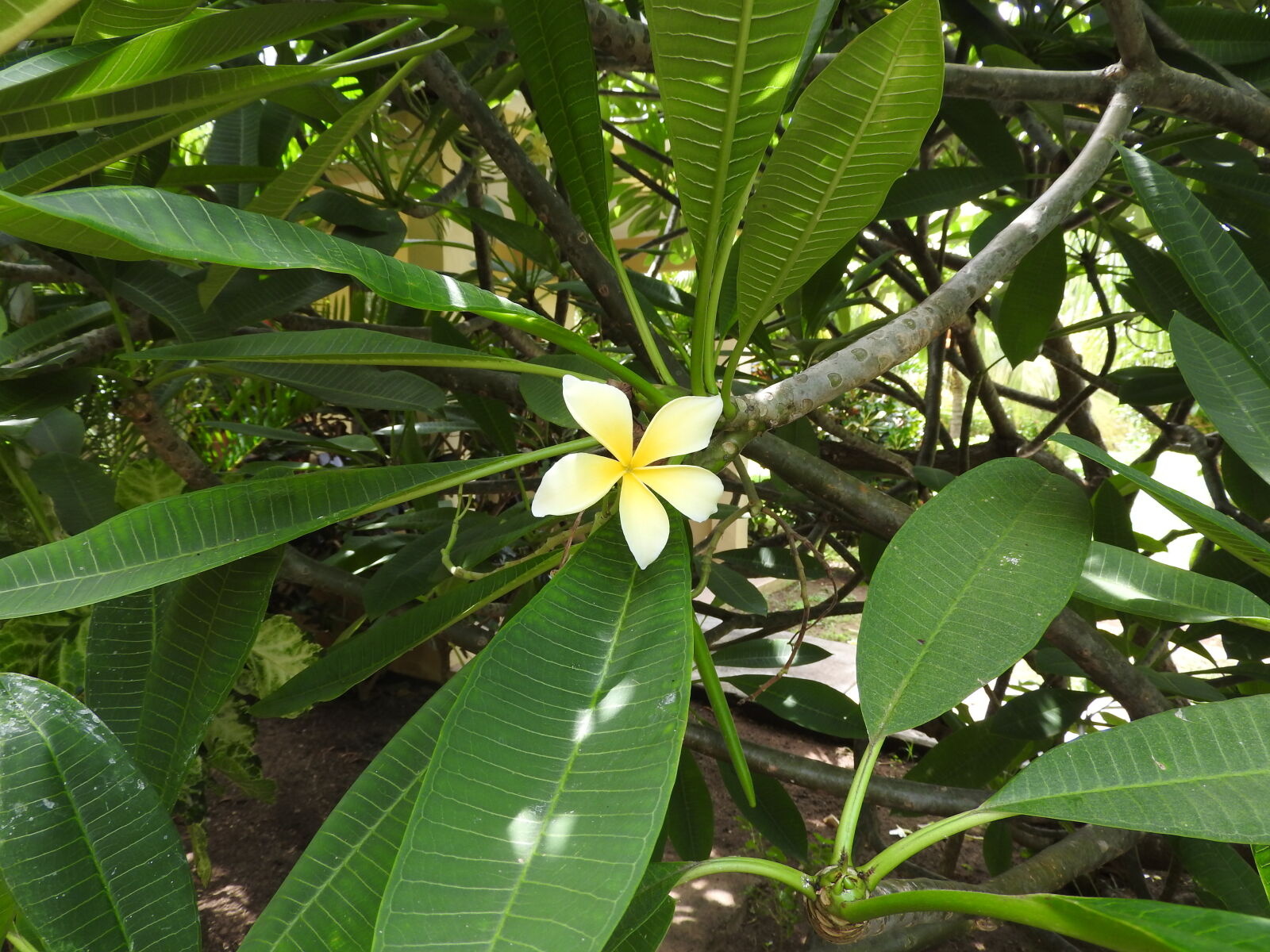 Nikon Coolpix P610 sample photo. Flor, flor, de, mayo photography