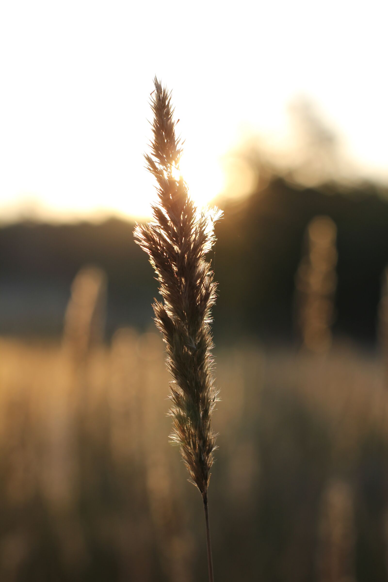 Canon EOS 550D (EOS Rebel T2i / EOS Kiss X4) sample photo. Dawn, grass, sunrise photography