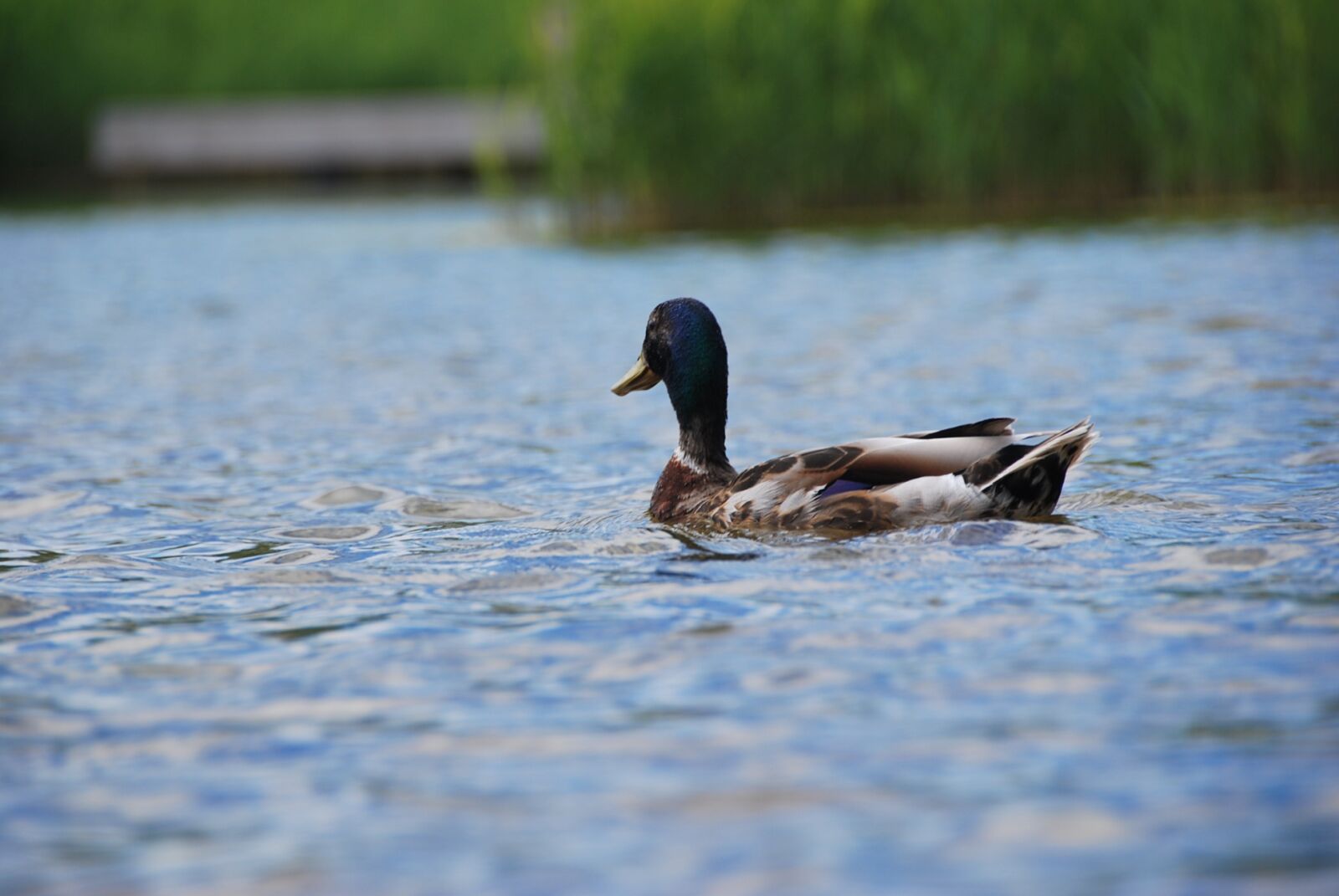 Nikon D60 sample photo. Duck, rest, water photography
