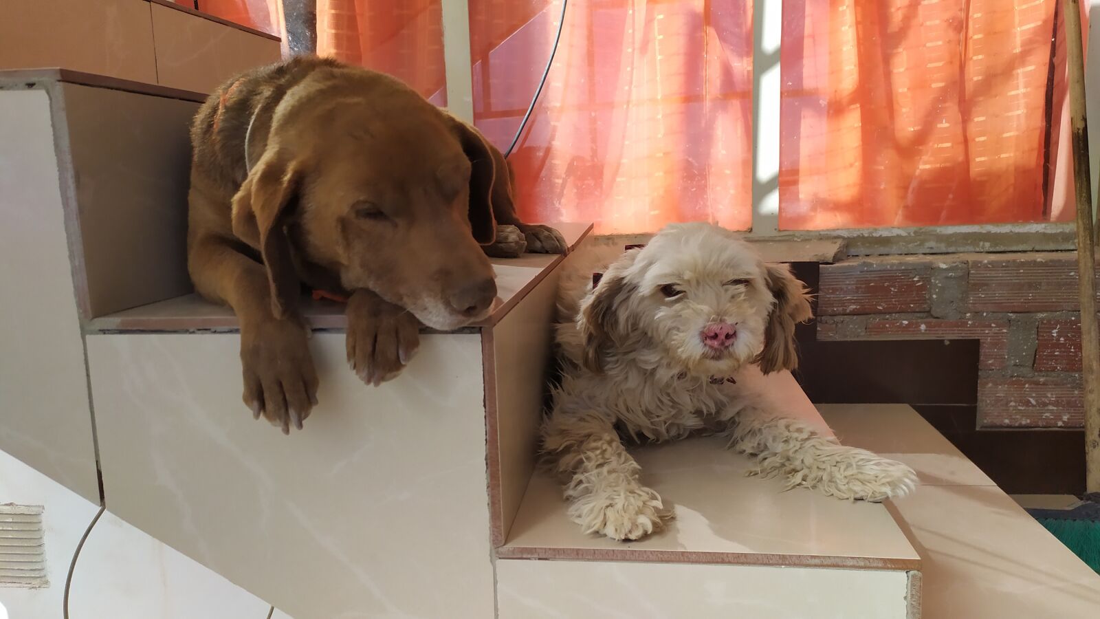 Xiaomi Redmi Note 7 sample photo. Chocolate, bamby, escala photography