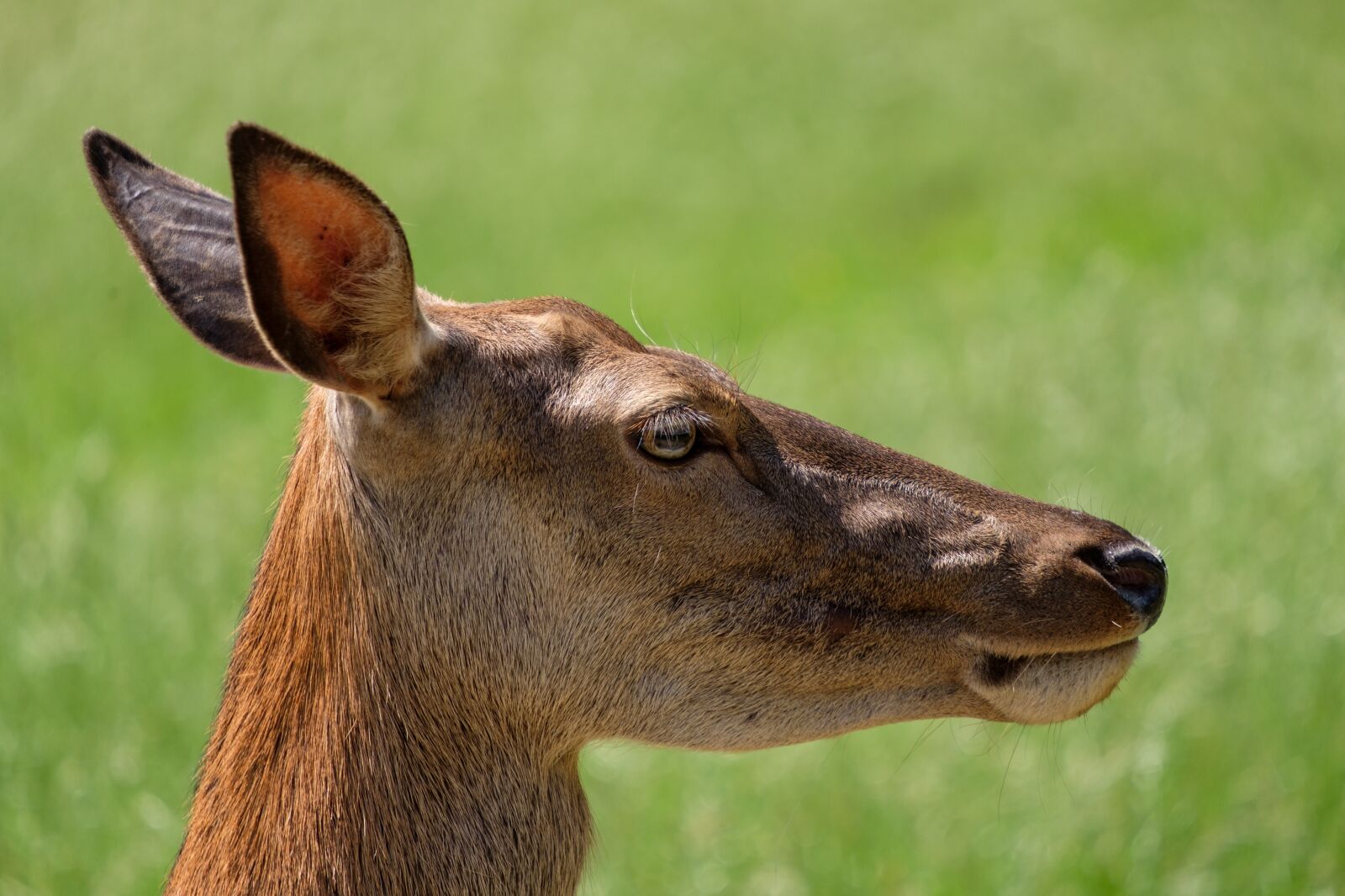 Fujifilm X-T2 + Fujifilm XF 55-200mm F3.5-4.8 R LM OIS sample photo. Roe deer, hirsch, fallow photography