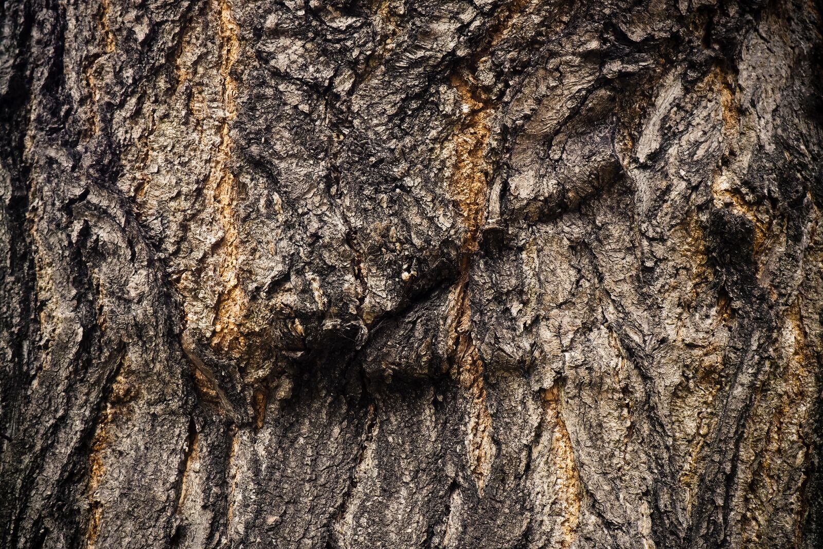 Olympus OM-D E-M10 sample photo. Tree, bark, nature photography
