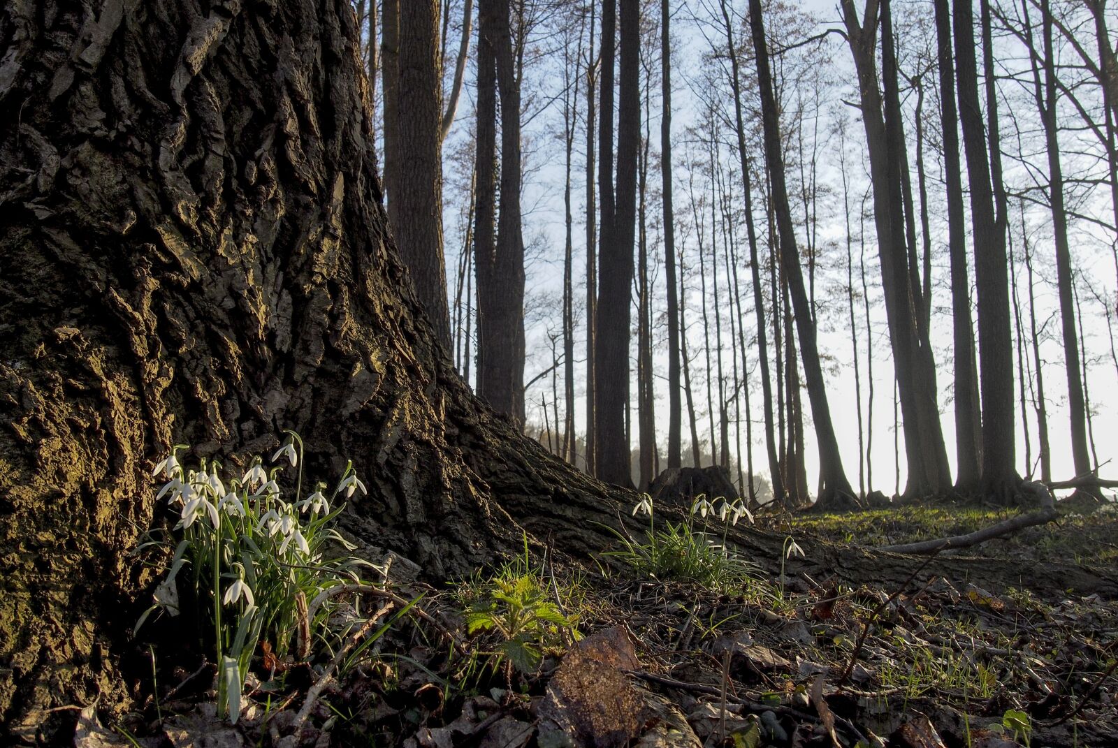 Olympus PEN E-PL3 sample photo. Tree, forest, nature photography