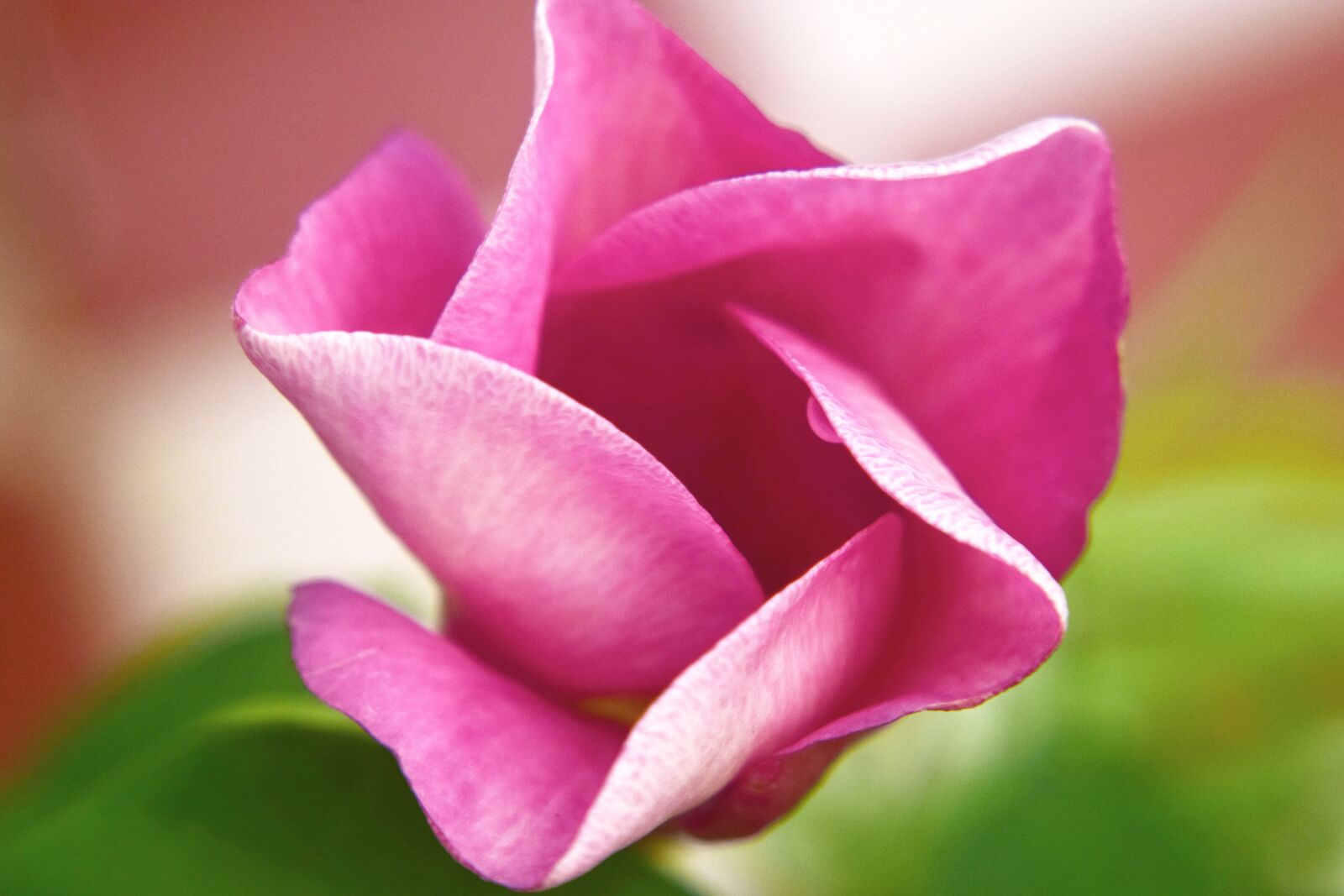Nikon D5300 sample photo. Bell, flower, red photography