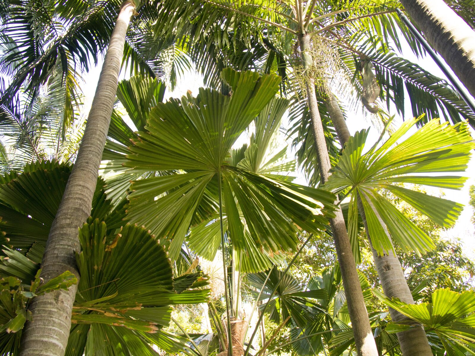 Canon EOS M6 sample photo. Tropical, rainforest, australia photography