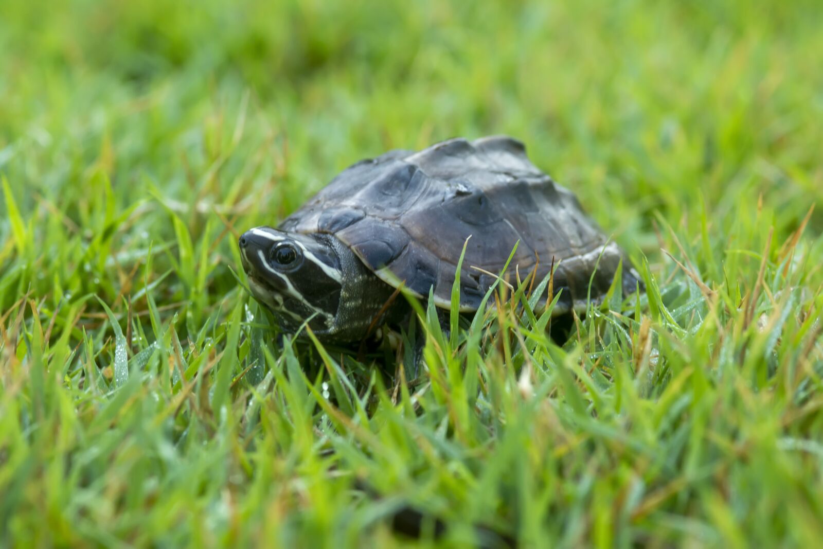 Nikon D7100 sample photo. Turtle, backyard, summer photography