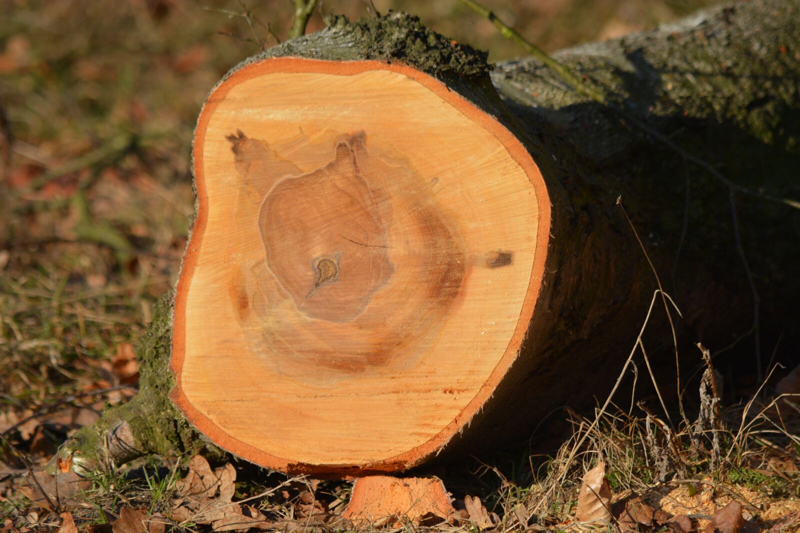 Nikon D7100 sample photo. Nature, tree pruning, forest photography