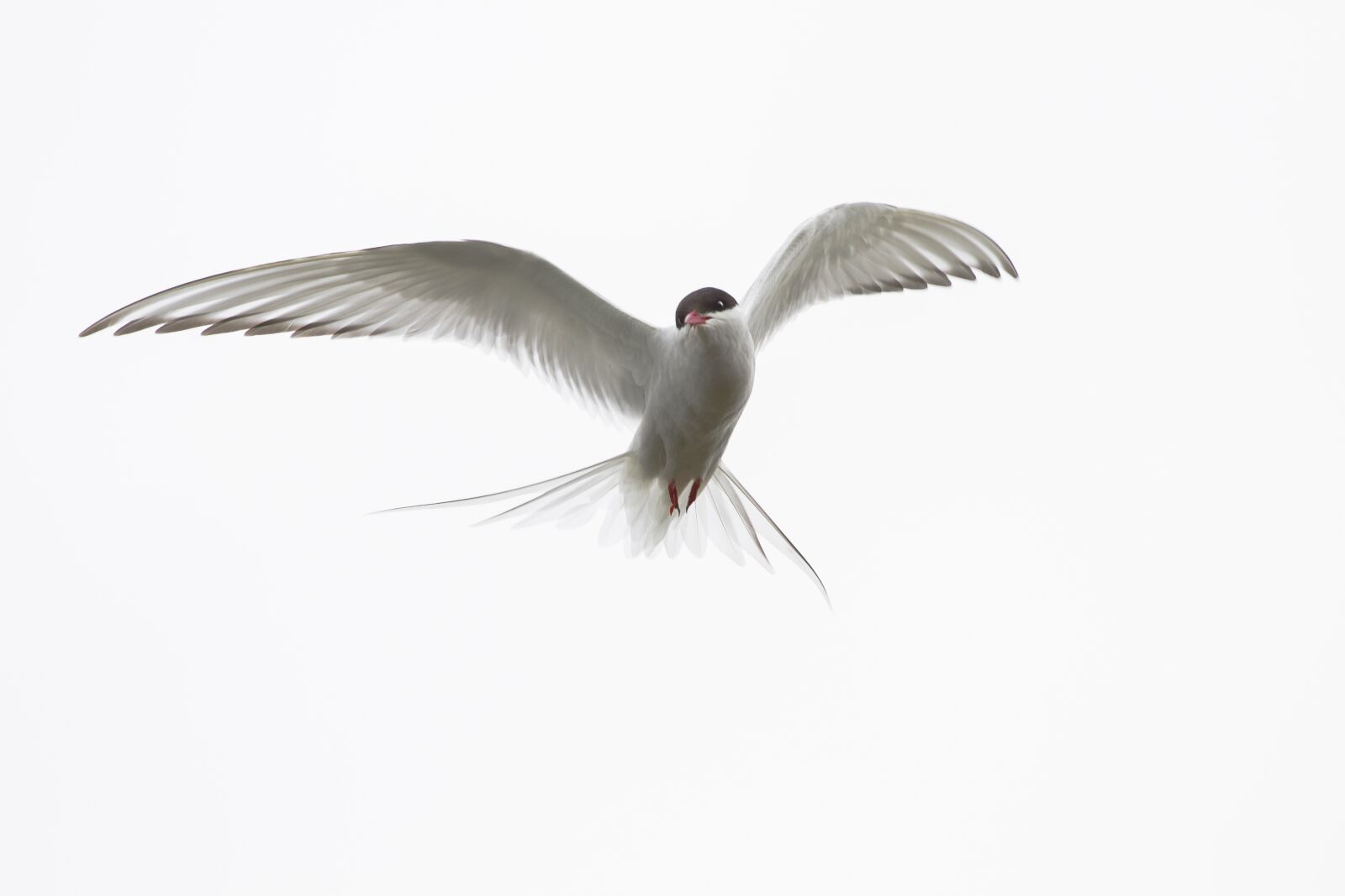 Canon EOS 7D + Canon EF 70-200mm F4L USM sample photo. Arctic tern, iceland, wild photography