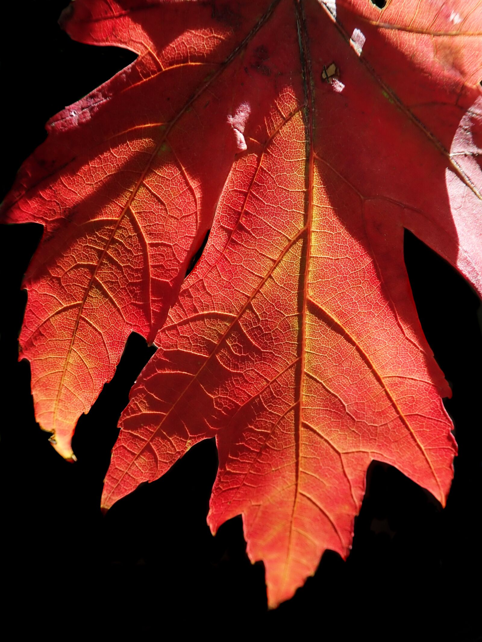 Olympus TG-5 sample photo. Leaf, foliage, autumn photography