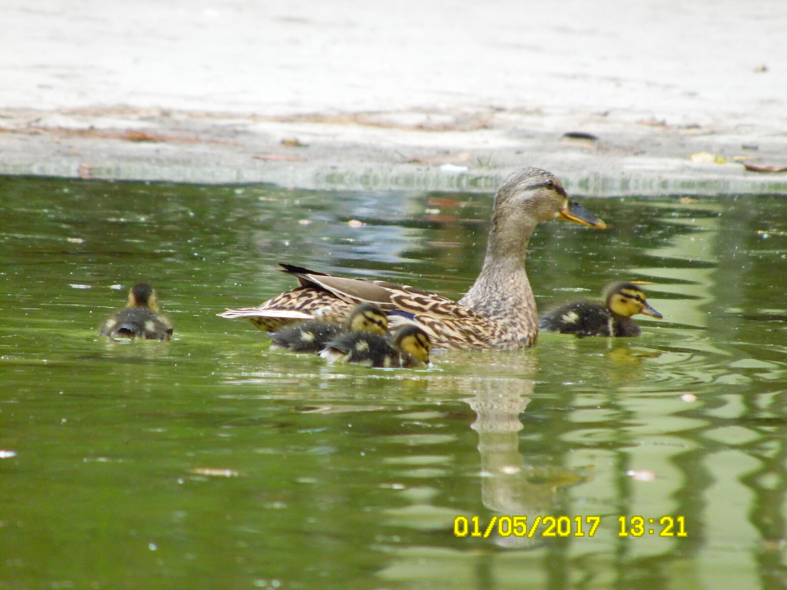 Samsung WB1100F/WB1101F/WB1102F sample photo