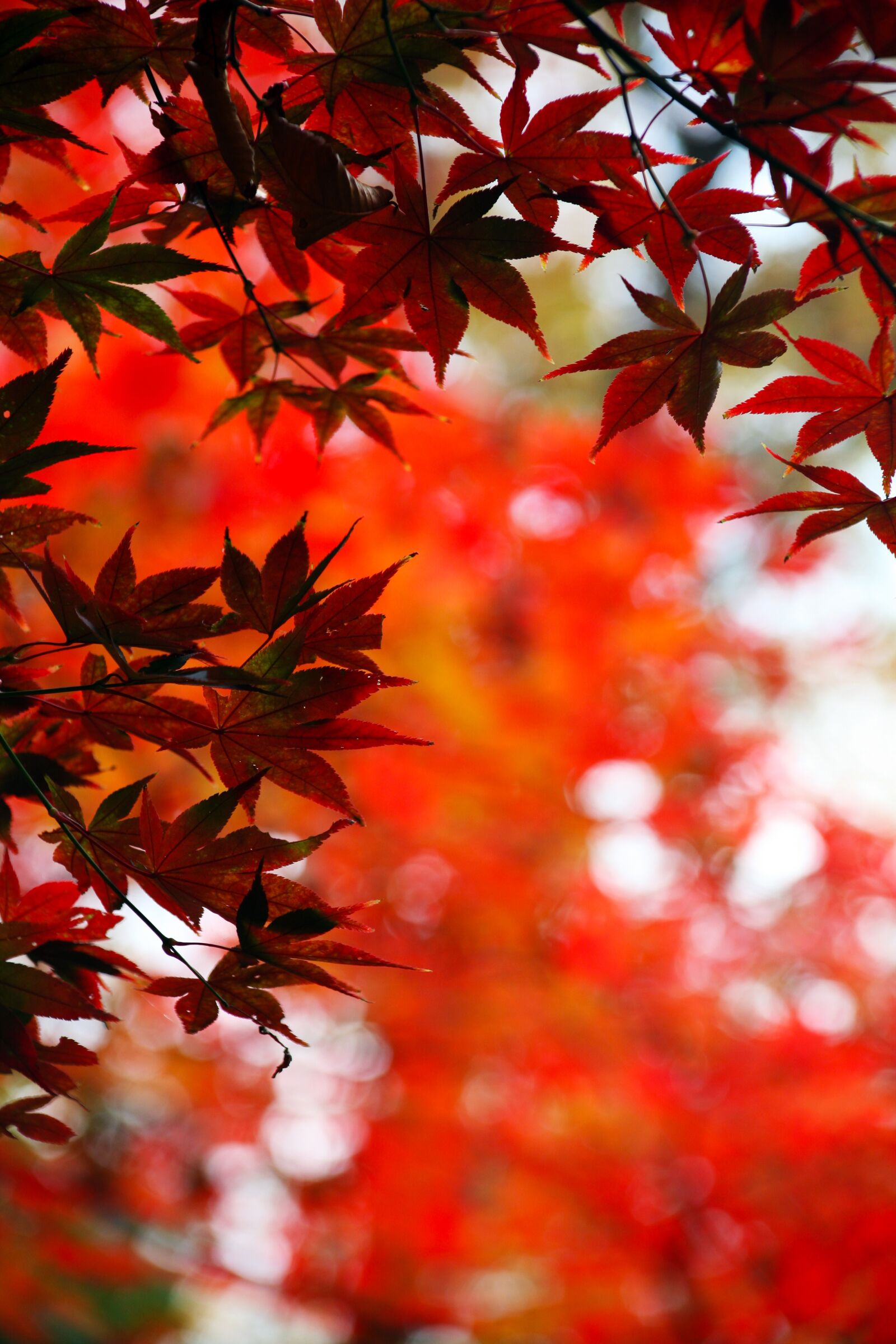 Canon EOS 5D sample photo. Leaves, autumn leaves, autumn photography