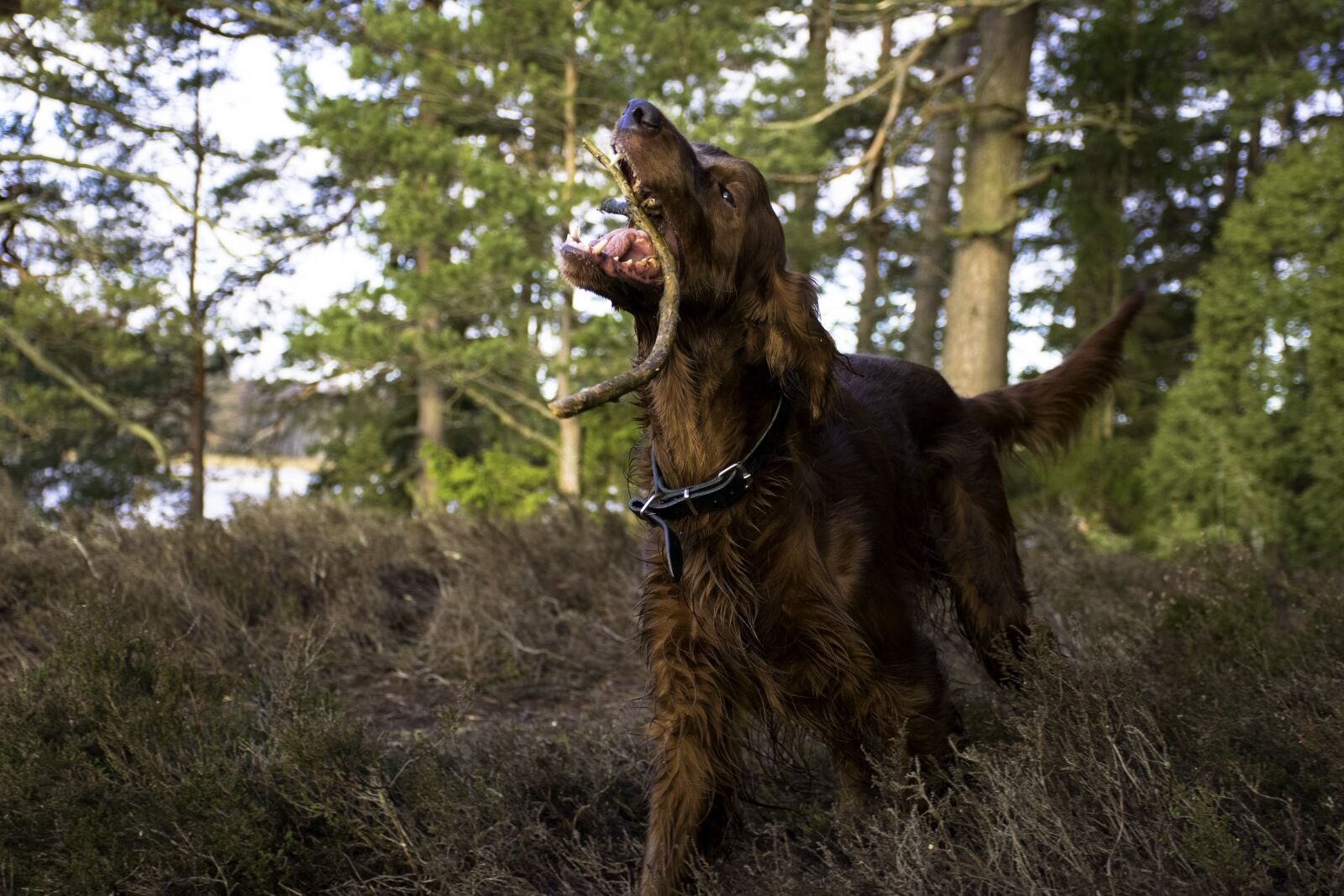 Nikon D5300 sample photo. Irish setter, dog, animals photography