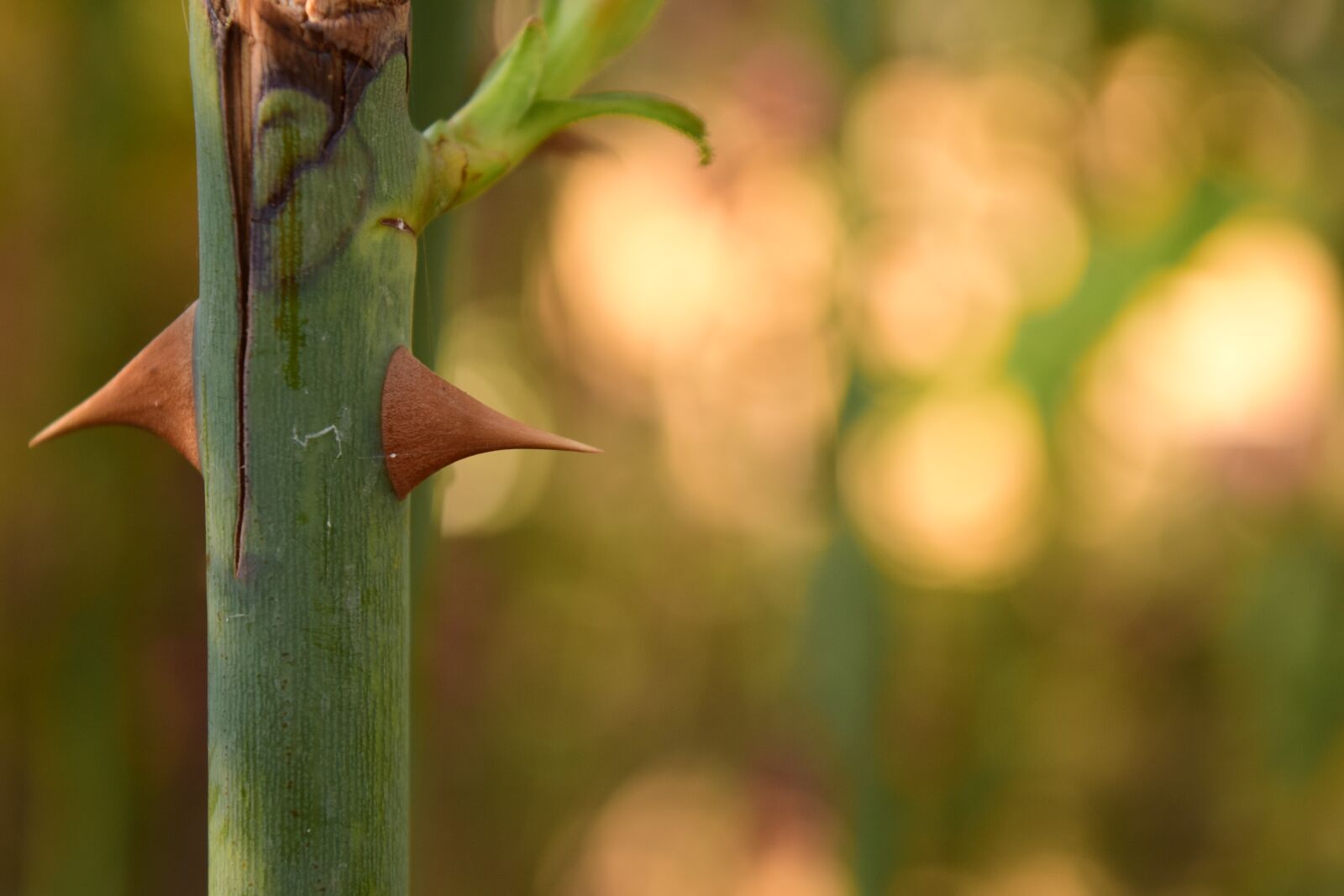 Nikon D3300 sample photo. Thorns, close up, background photography