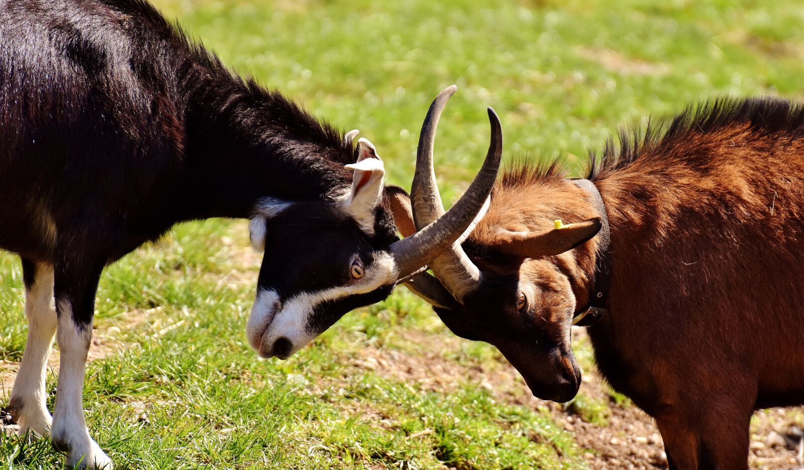 Nikon D7200 sample photo. Goats, play, fight photography