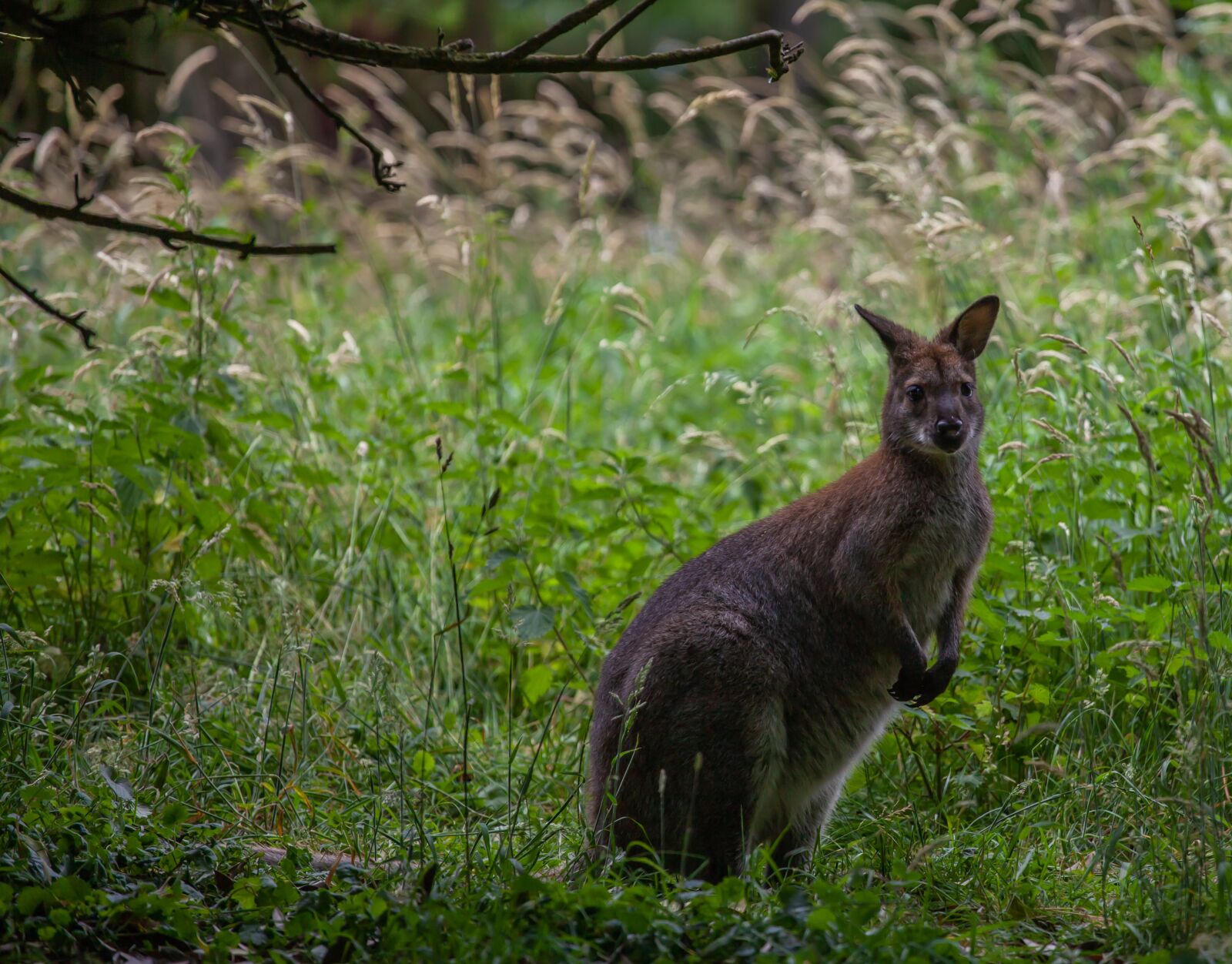 Canon EOS 5D Mark II + Canon EF 70-200mm F4L USM sample photo. Wallaby, wallaby on lookout photography