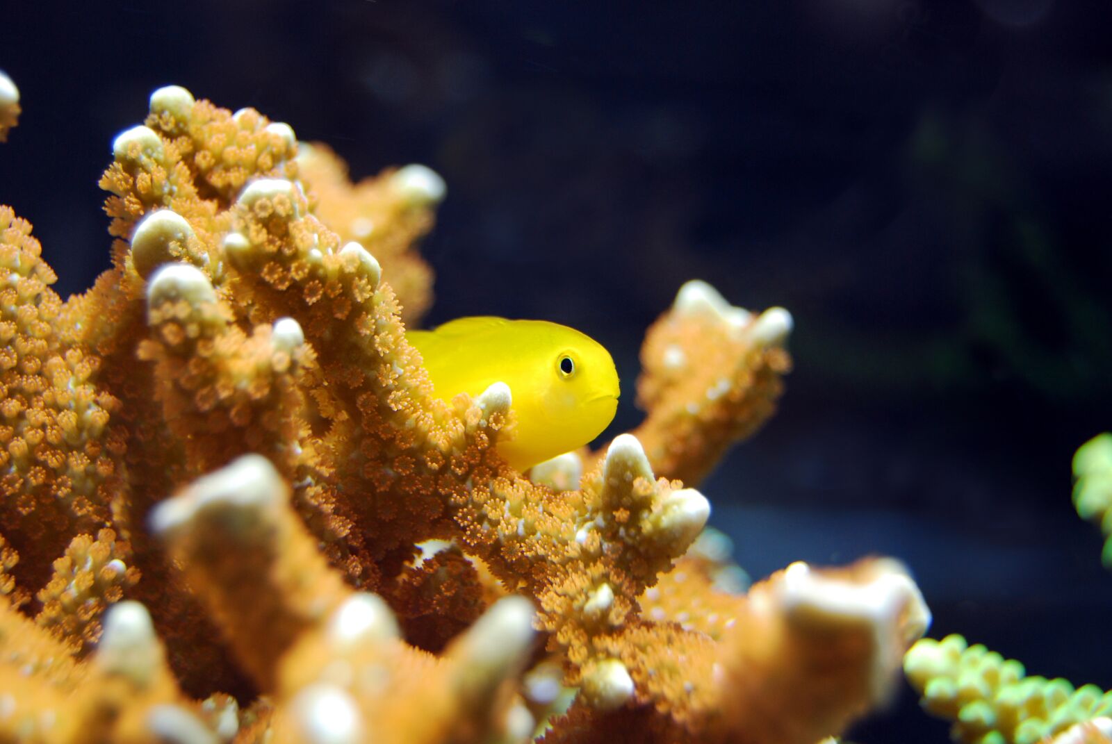 Nikon D40X sample photo. Fish, coral, red photography