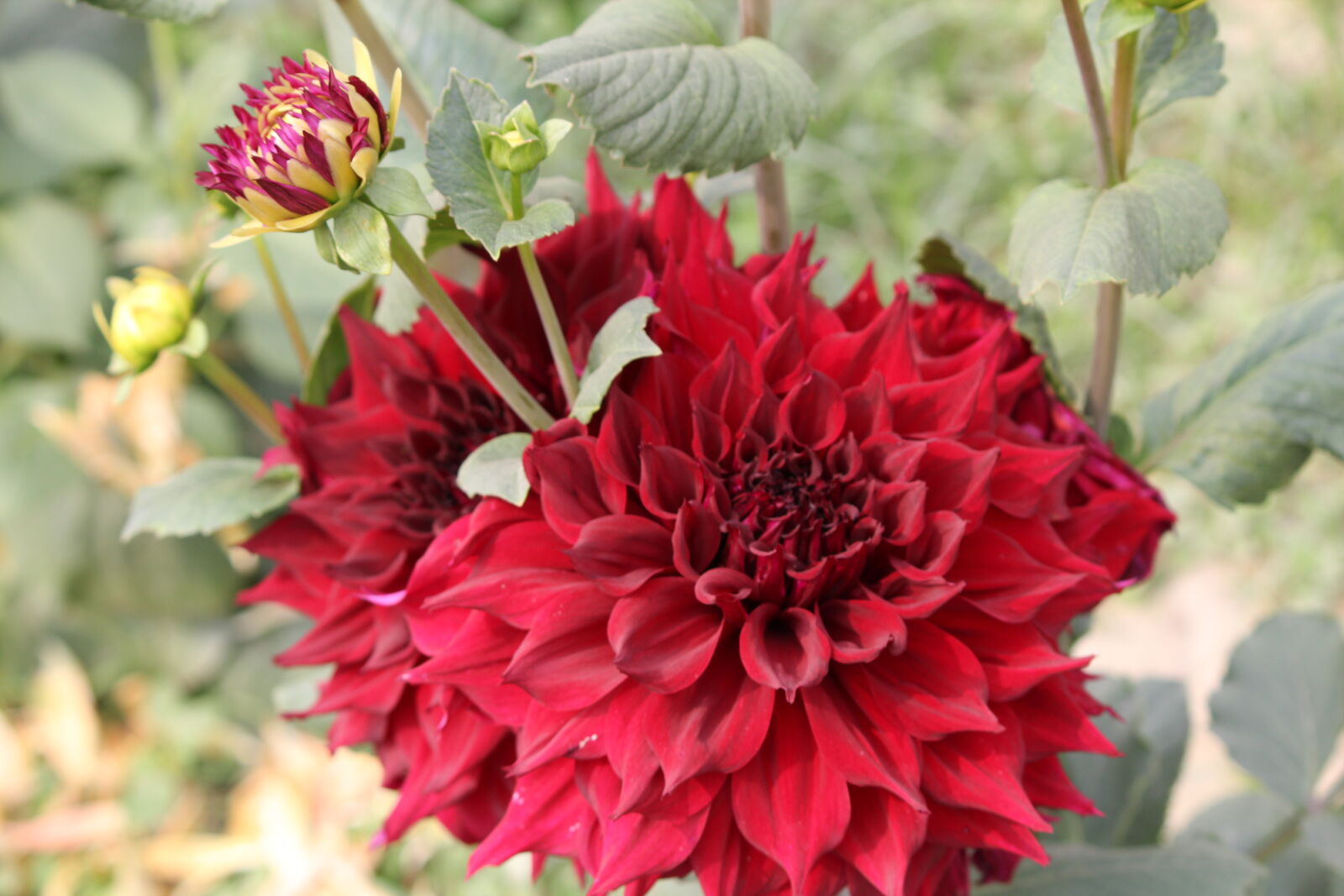 Canon EF-S 55-250mm F4-5.6 IS II sample photo