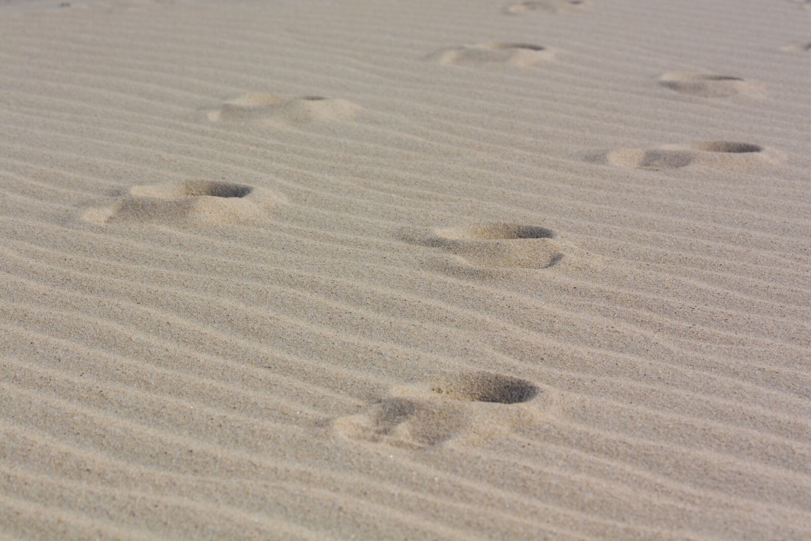 Canon EOS 450D (EOS Rebel XSi / EOS Kiss X2) sample photo. Footprints, sand, tracks in photography