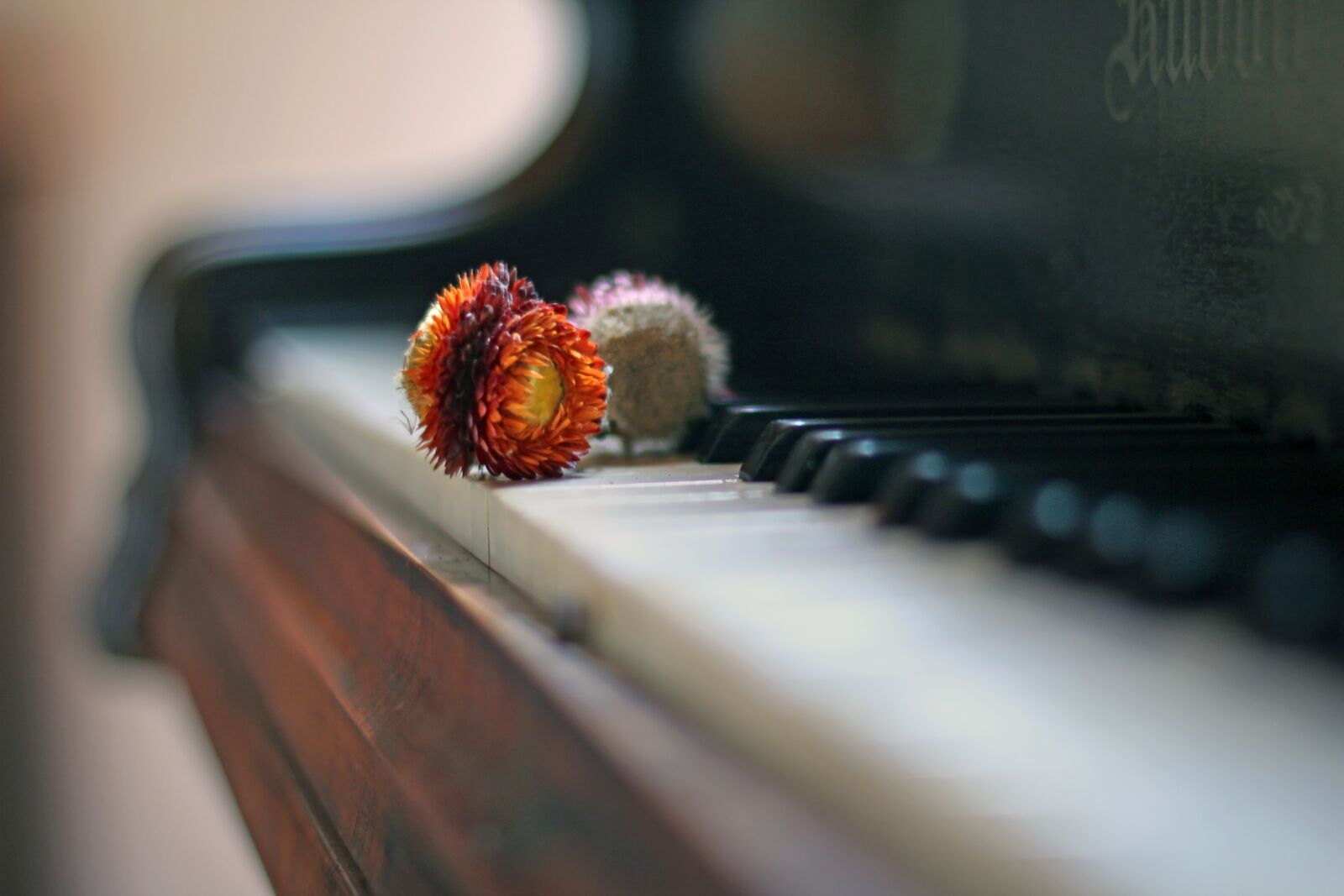 Canon EOS 60D + Canon EF 50mm F1.4 USM sample photo. Piano, dry flowers, antique photography