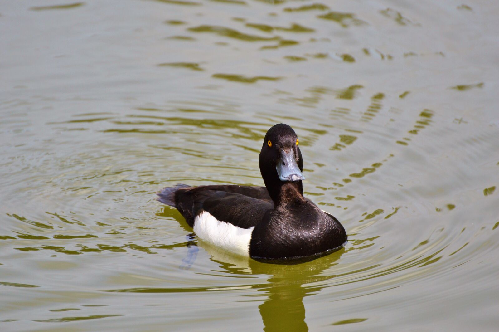 Nikon D3200 sample photo. Duck, water bird, row photography