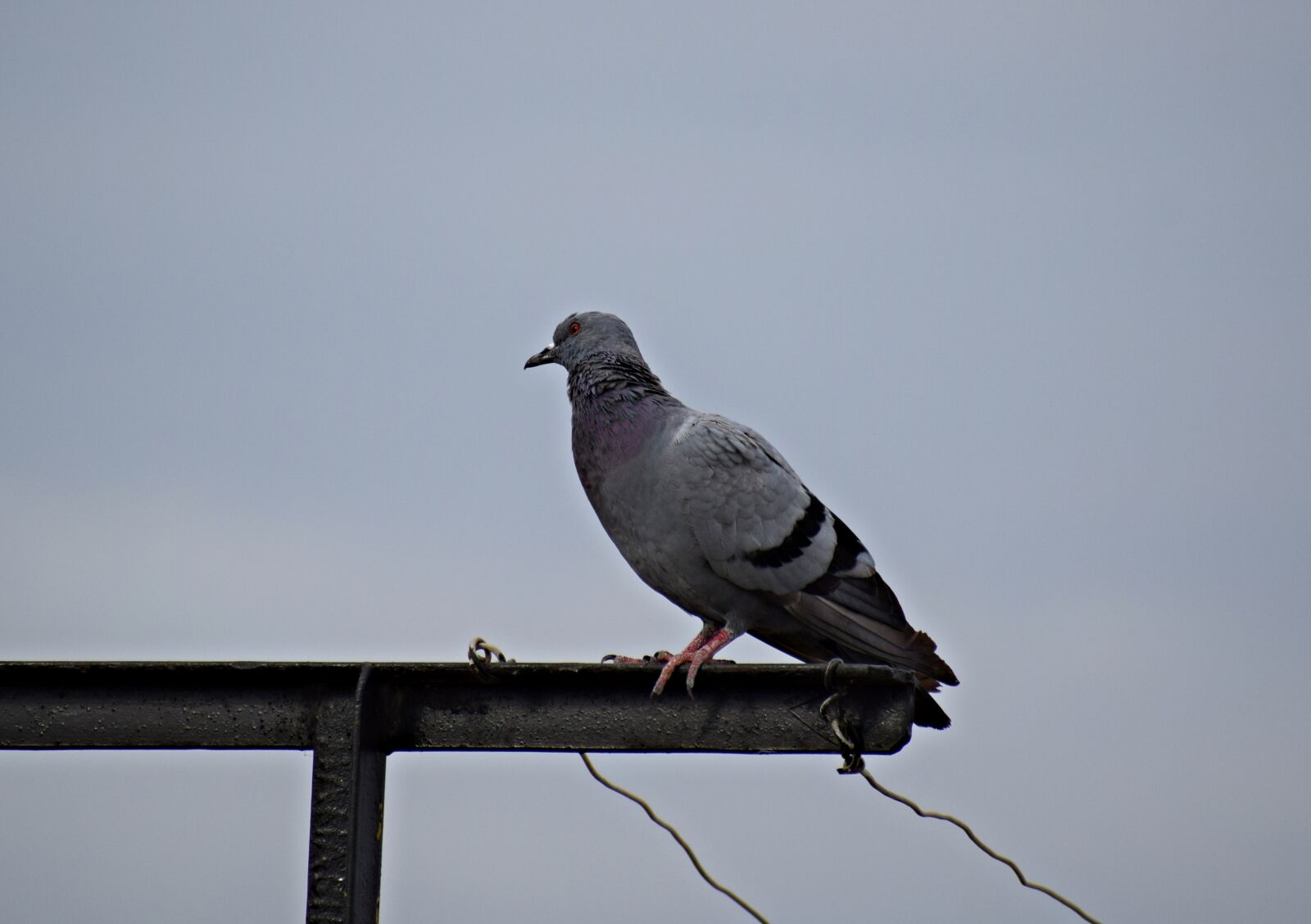 Nikon D3300 sample photo. Pigeon, bird, nature photography