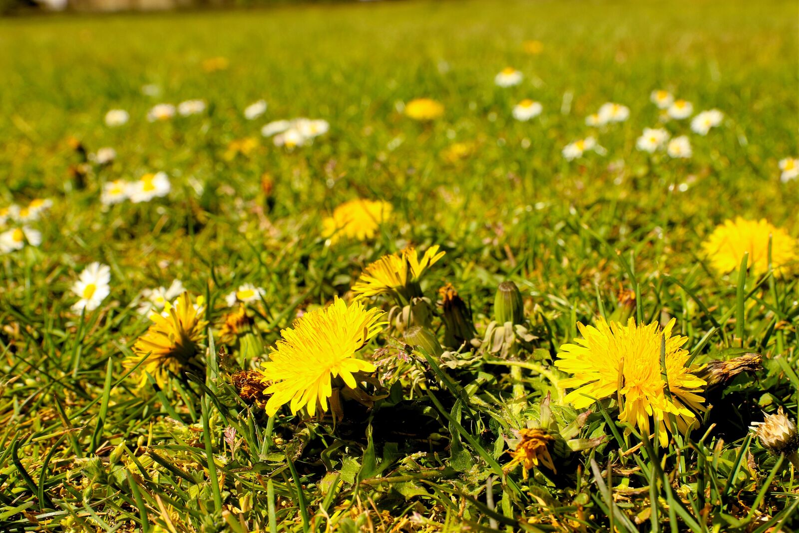 Canon EOS 7D Mark II sample photo. Cicek, flower, nature photography