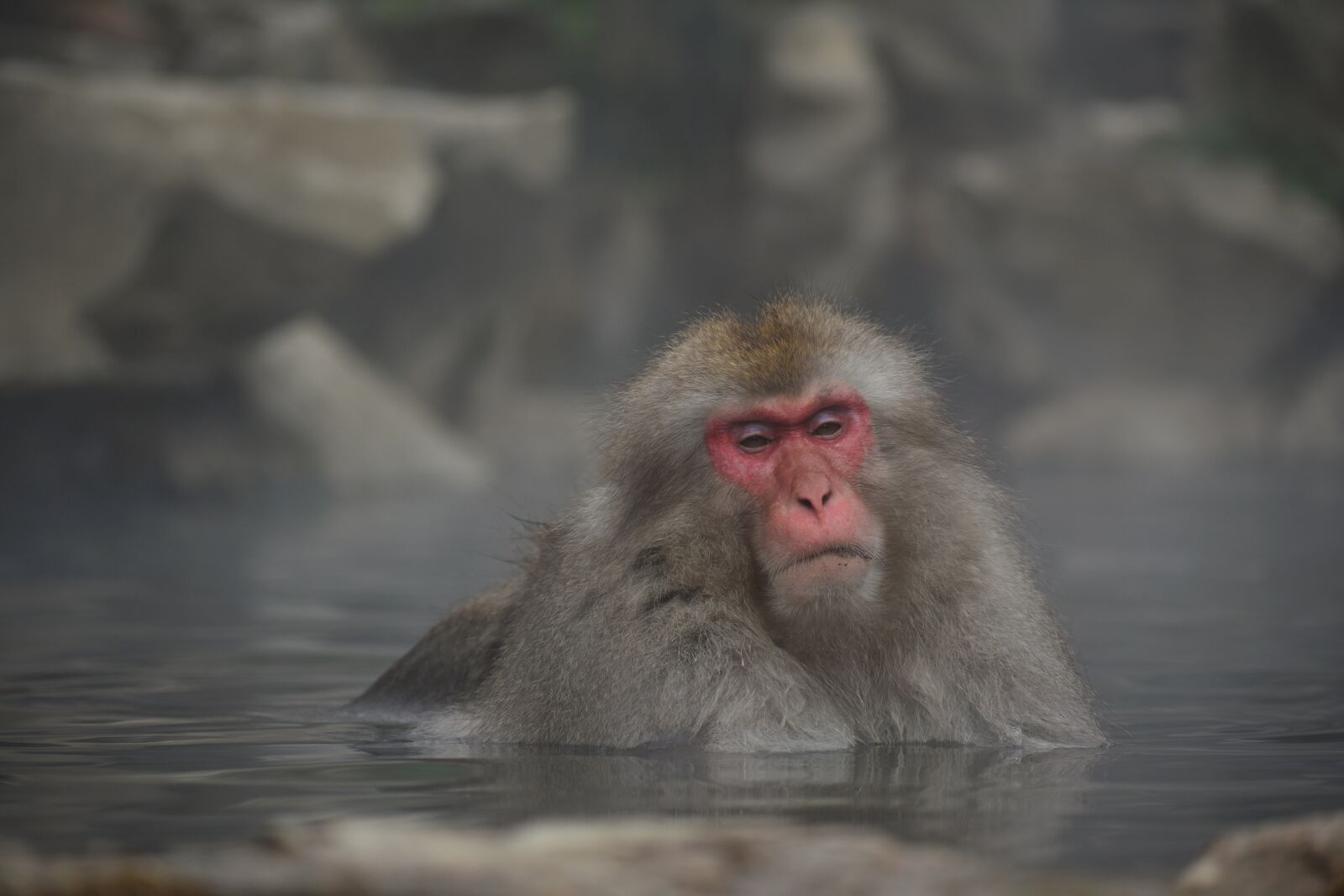 Nikon D7200 sample photo. Animal, monkey, baby japanese photography