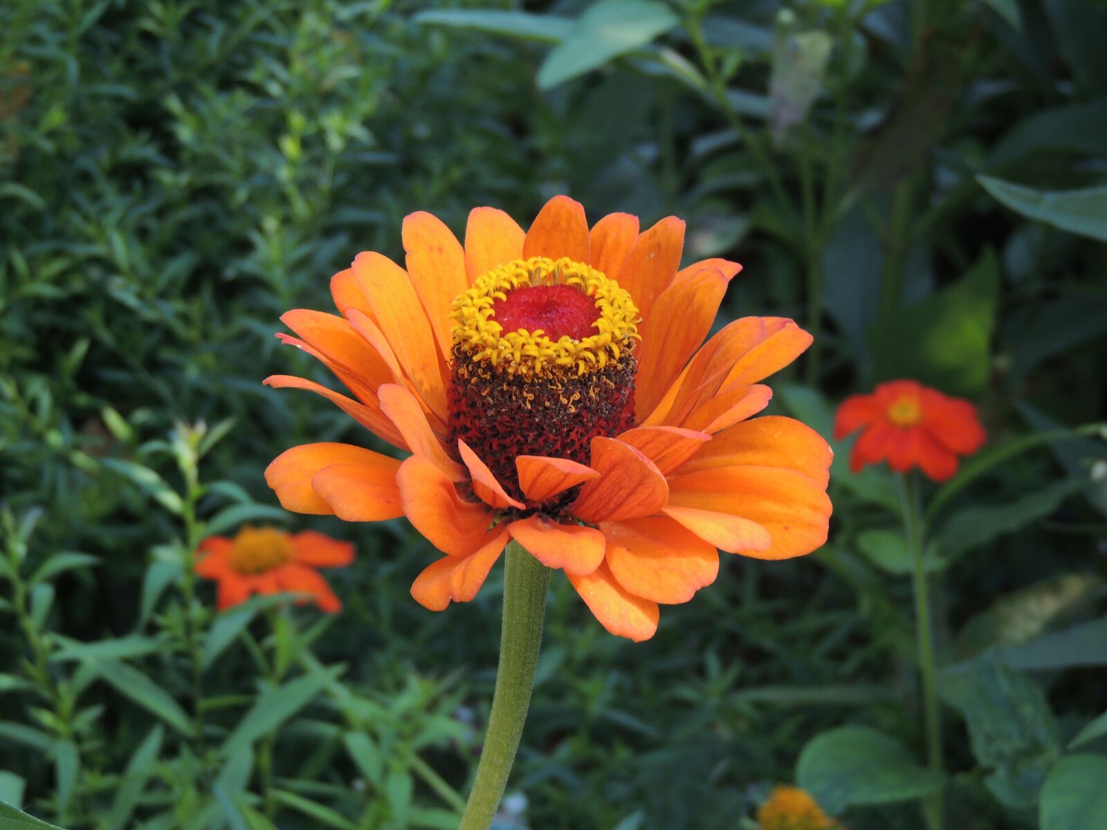 Nikon Coolpix P510 sample photo. Flower, spring, nature photography