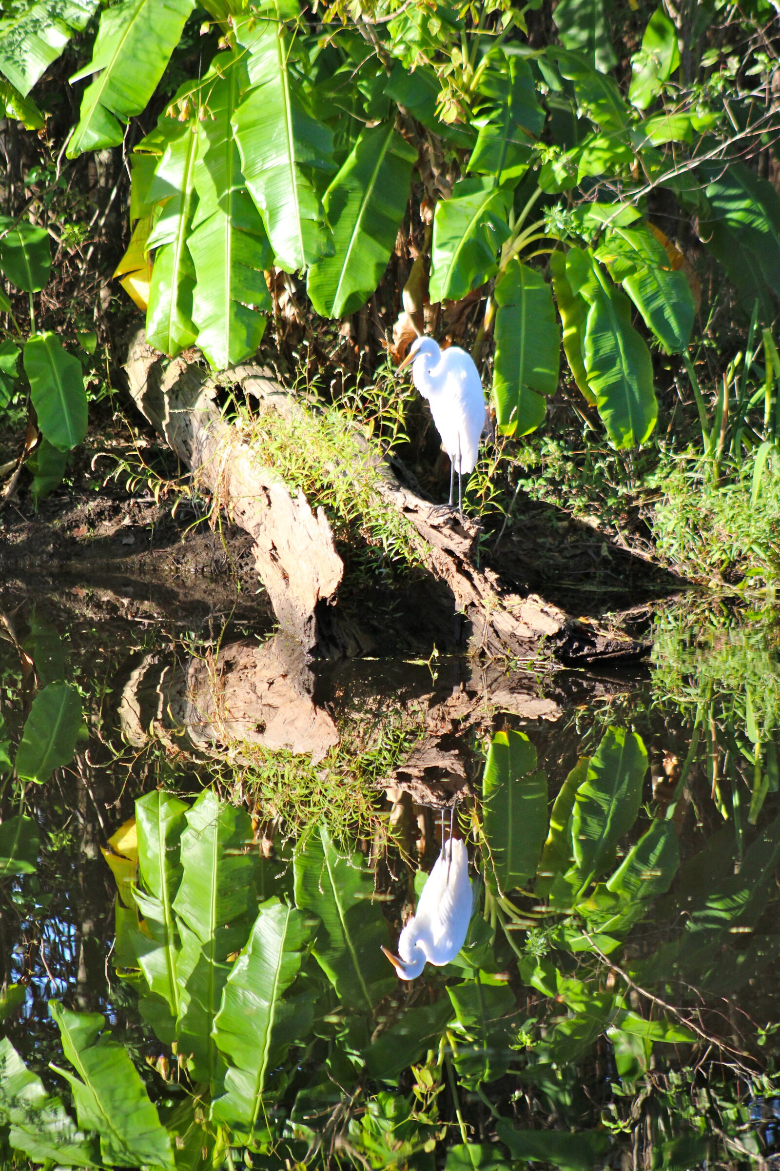 Canon EF 75-300mm f/4-5.6 sample photo. Animal, bird, green, nature photography