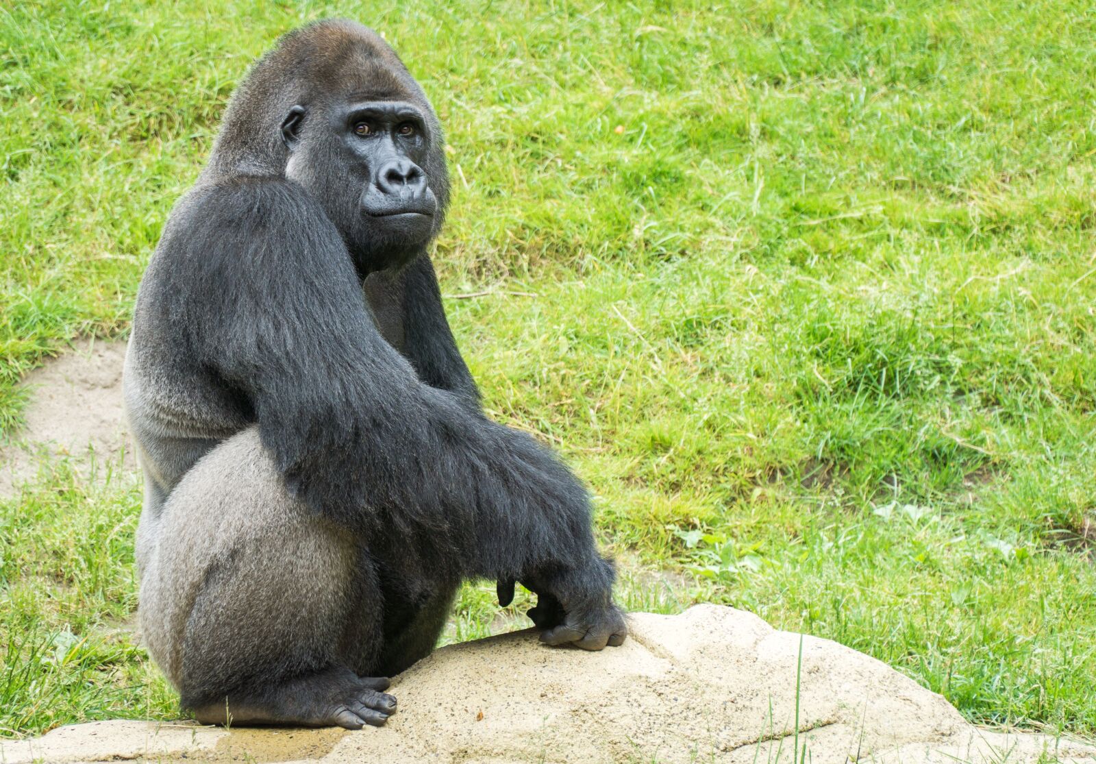 Sony a6000 + Sony E PZ 18-105mm F4 G OSS sample photo. Gorilla, monkey, zoo photography