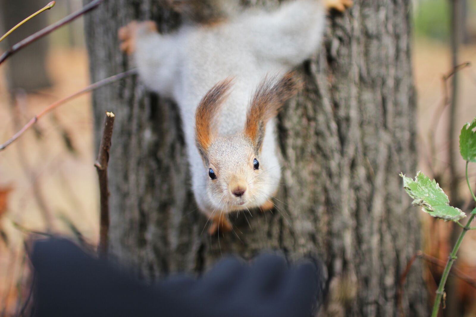 Canon EOS 60D sample photo. Squirrel, november, autumn photography