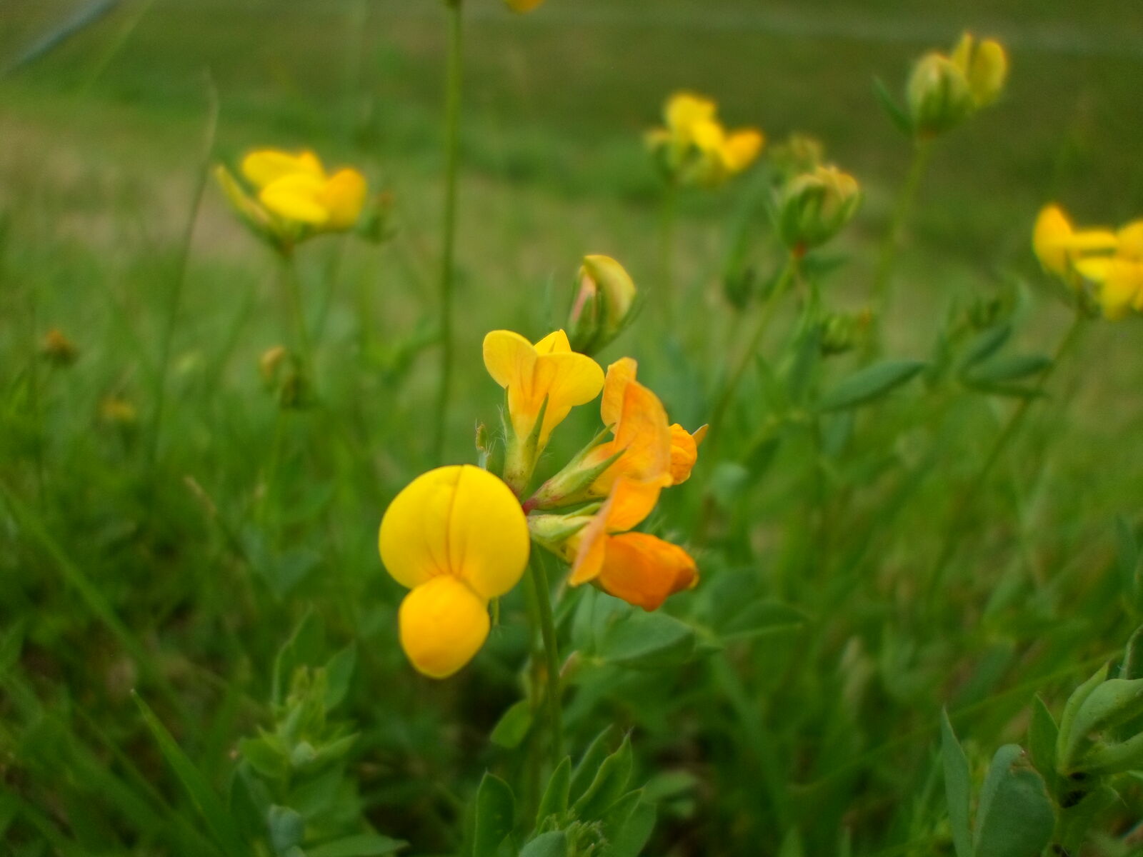 Samsung ST66 / ST68 sample photo. Flower, nature, yellow, flowers photography