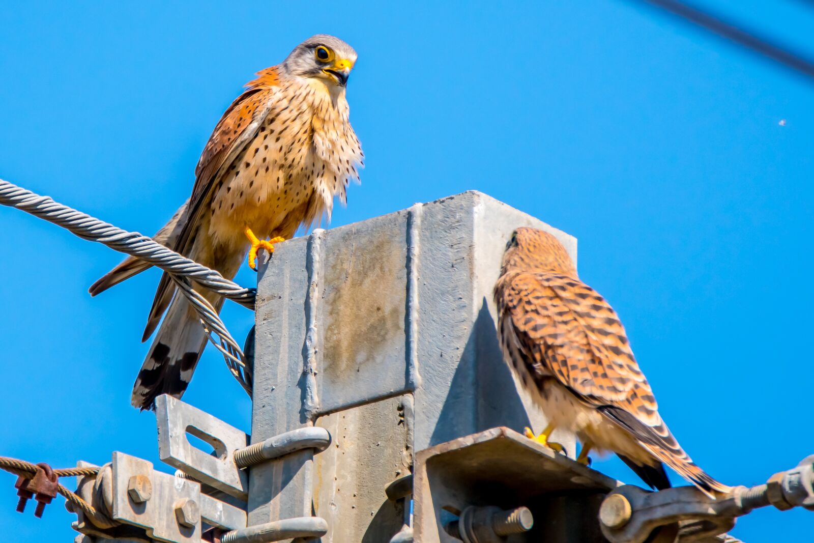 Nikon D7500 sample photo. Bird of prey, falcon photography