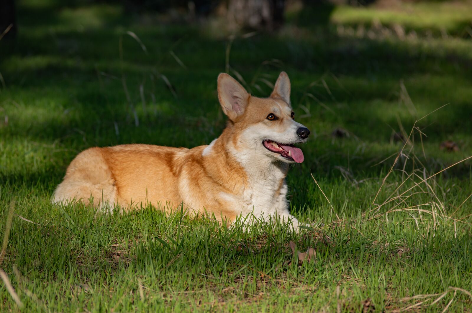 Nikon D3200 sample photo. Welsh corgi pembroke, corgi photography